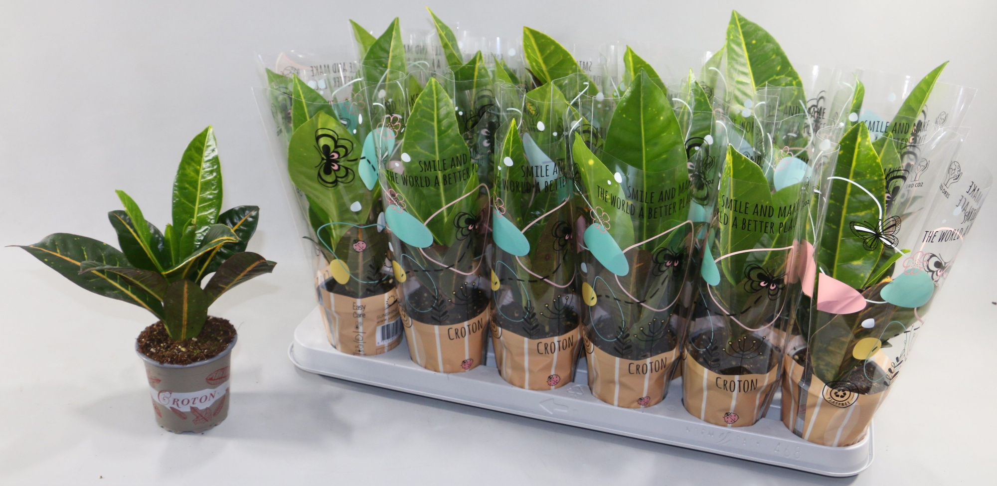 Croton Petra 9cm in Design Hoes"Sunshiners®", D 9 cm