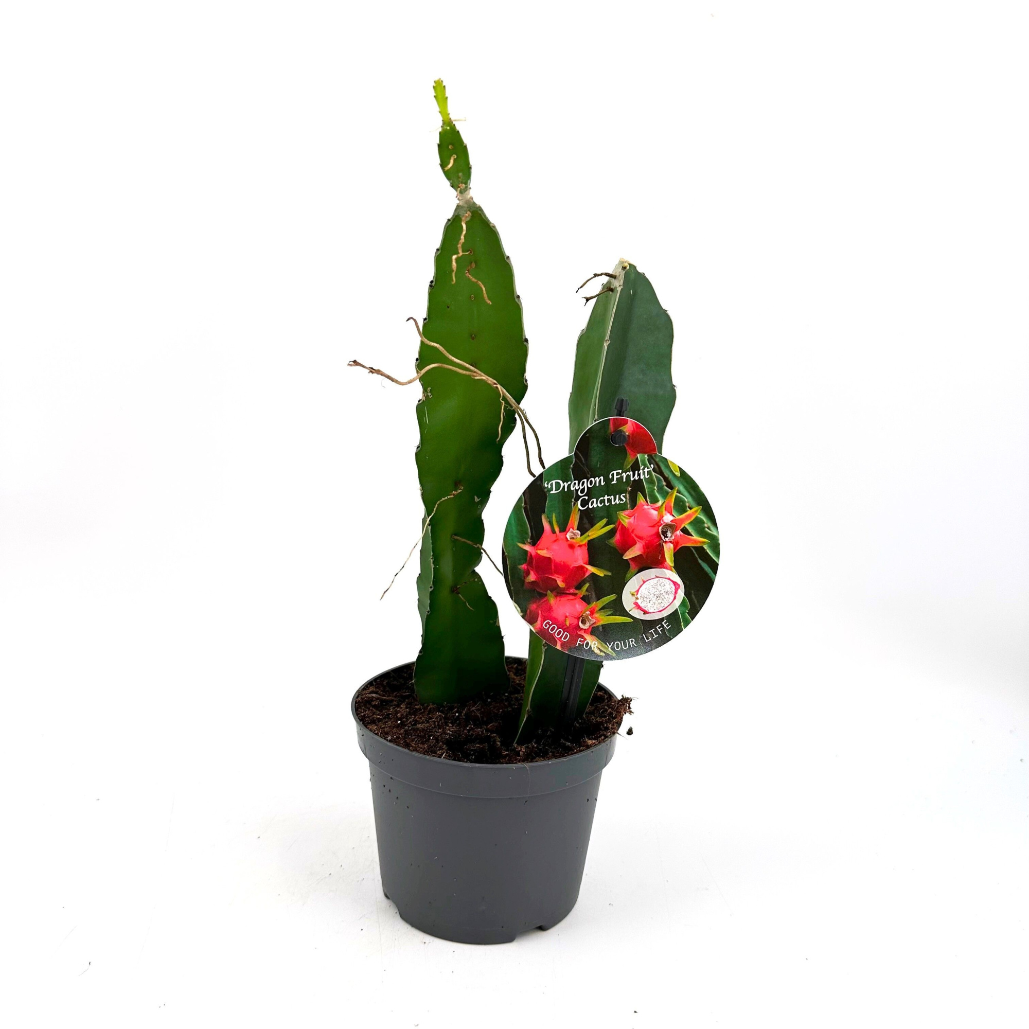 Dragon Fruit Cactus, D 12 cm