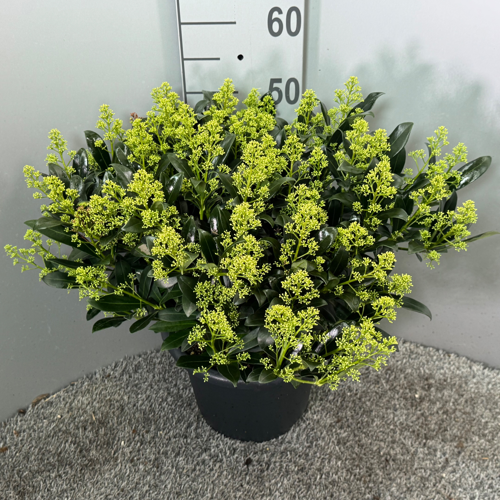 Skimmia japonica 'Snow White', D 27 cm
