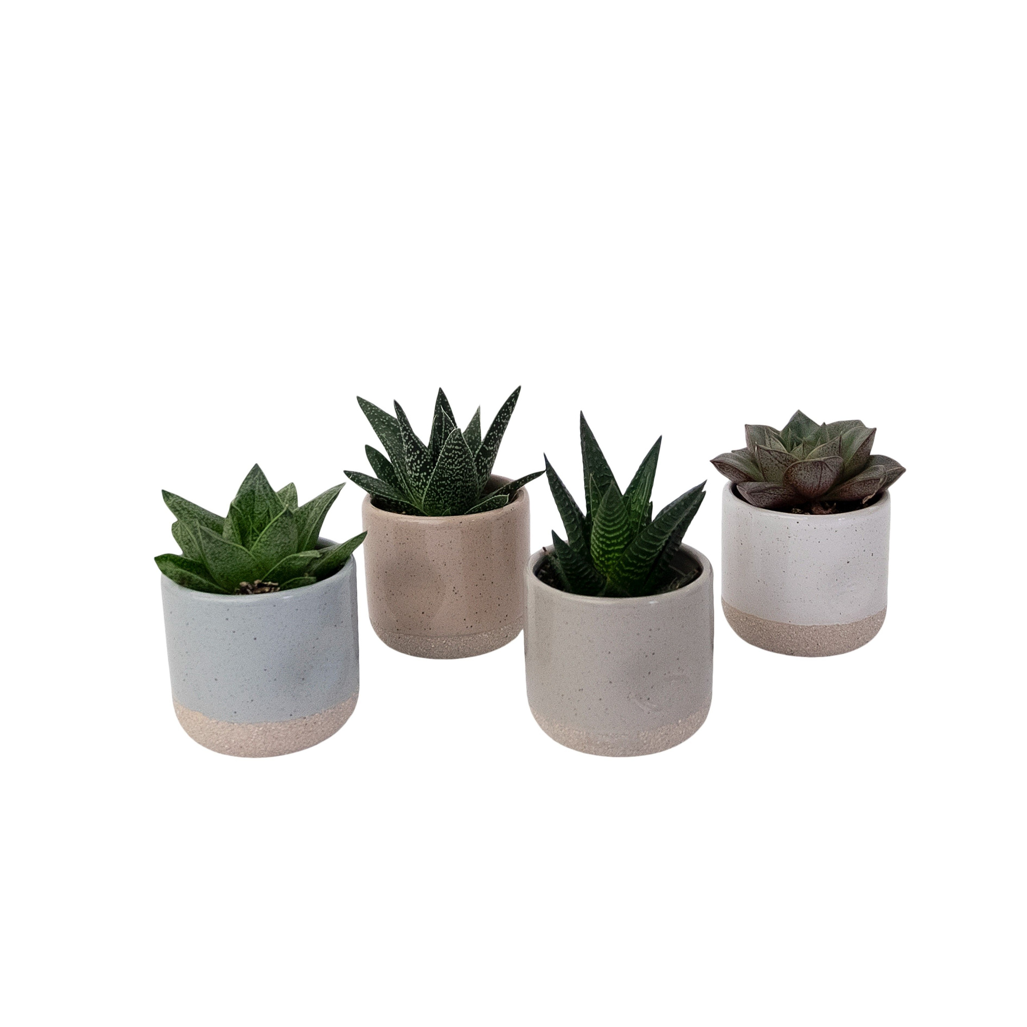 Helsinki Tinted with Succulent mix, D 6 cm