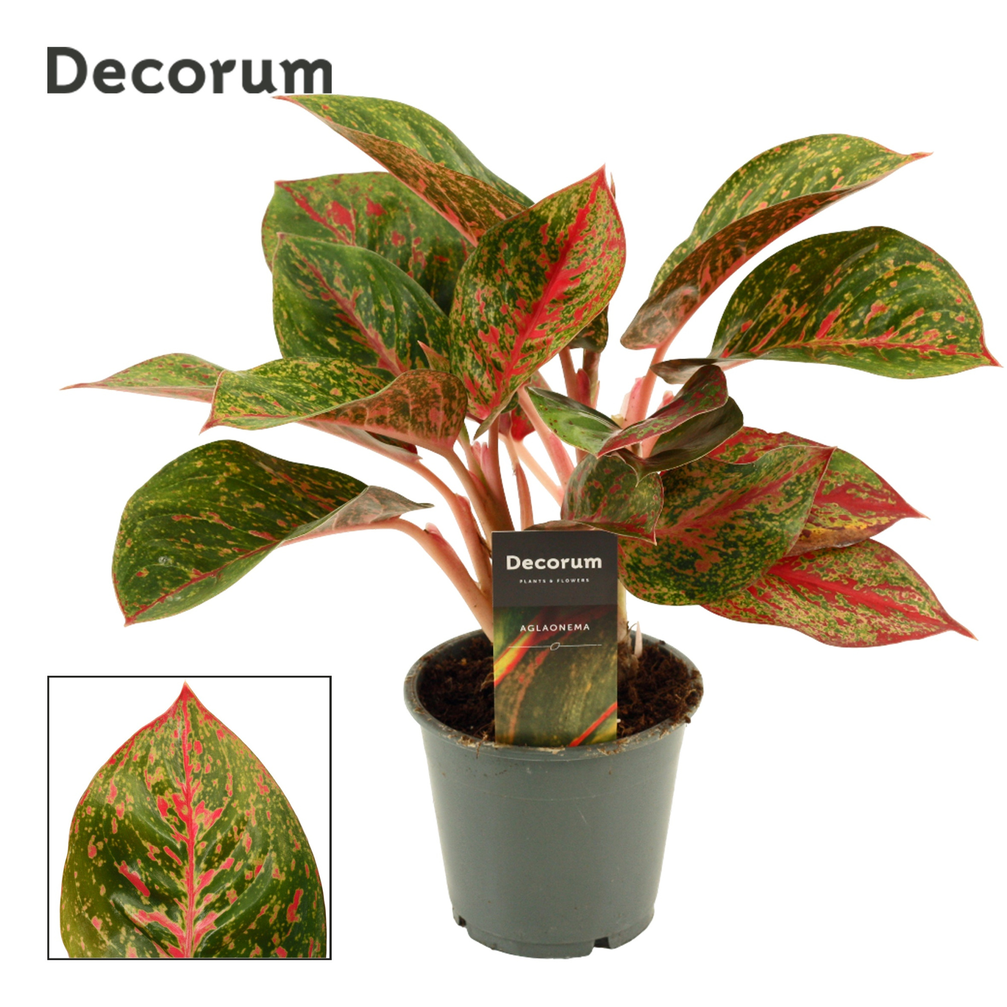 Aglaonema Red Happiness 12 cm (Decorum), D 12