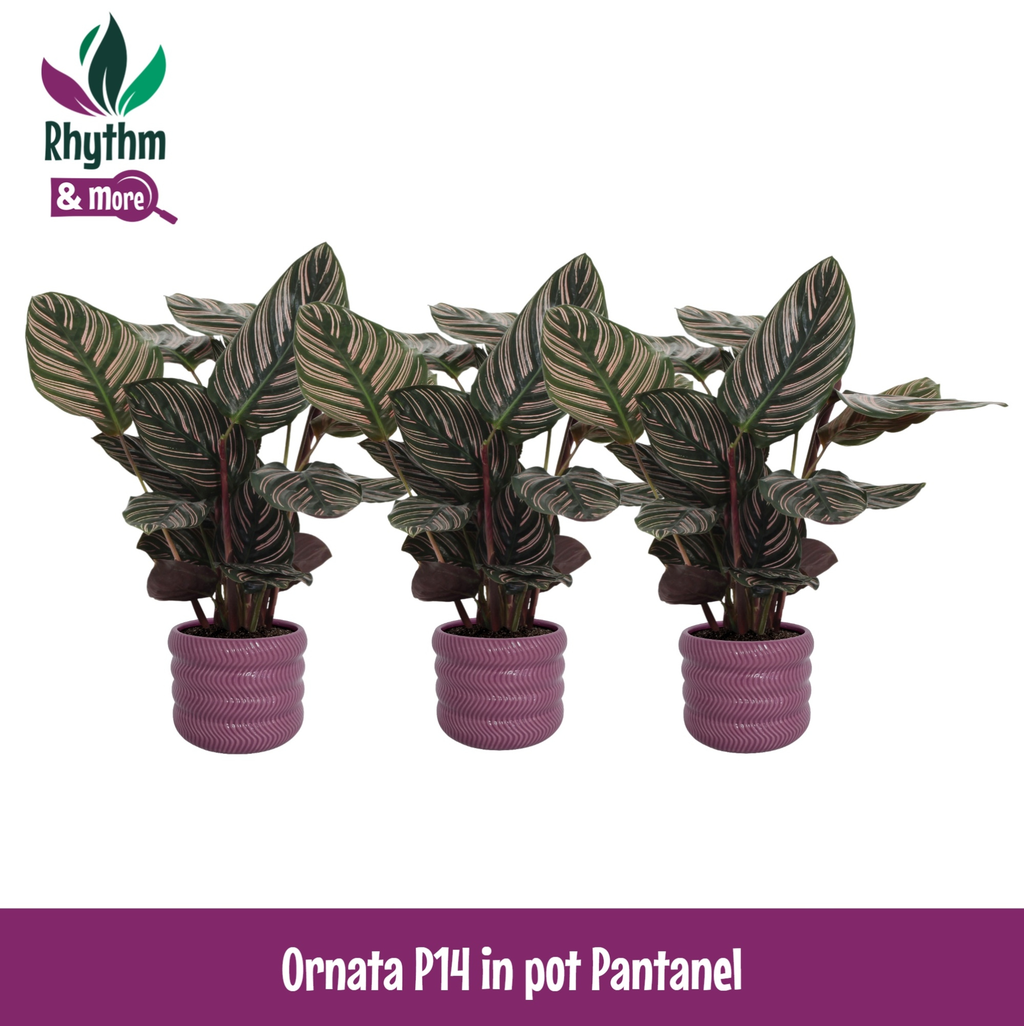 Calathea 14cm Ornata in Pantanel Keramiek - Rhythm & More, D 14 cm