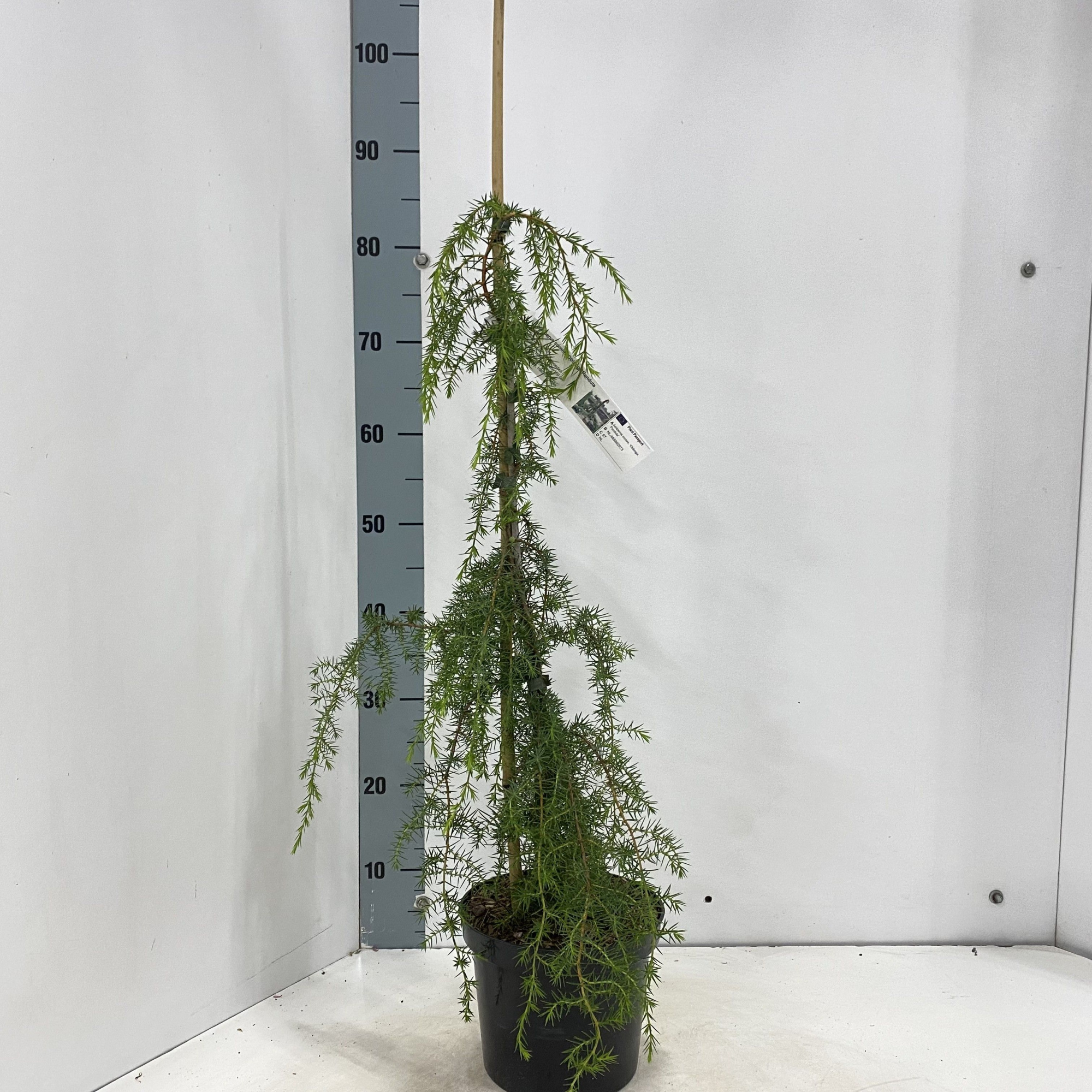 Juniperus comm. 'Oblonga Pendula', D 19 cm