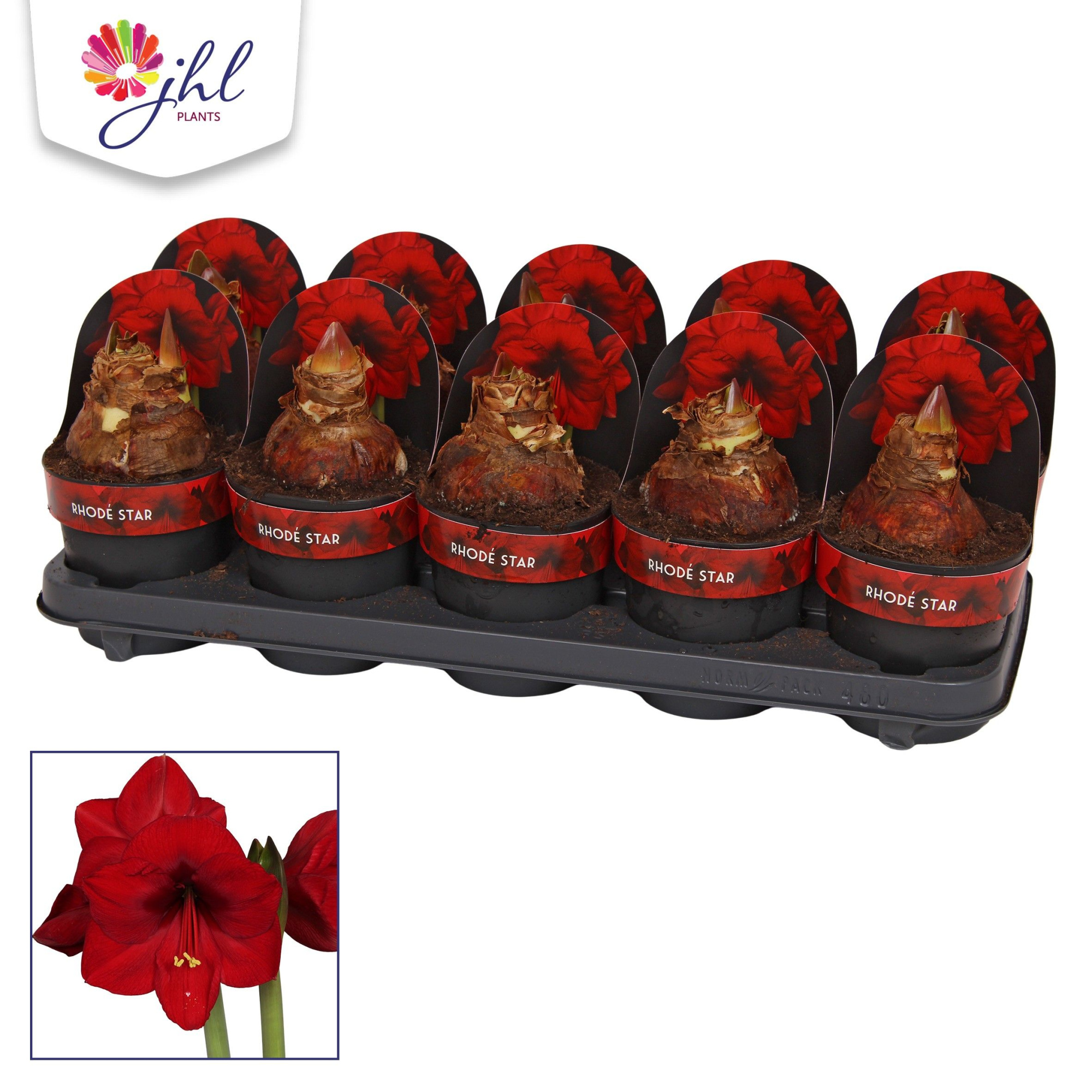 Amaryllis Rhodé Star, D 12 cm