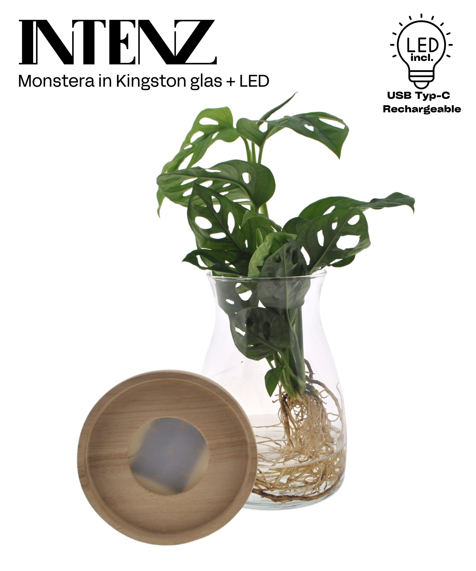 Monstera adansonii 12cm in Kingston glas + LED - levertijd: 24 h, D 12 cm