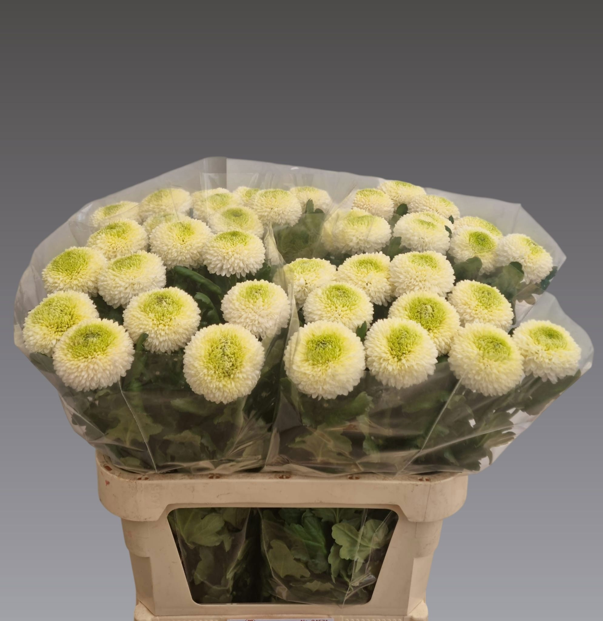 Хризантема од. Борис Бекер 80, шт.