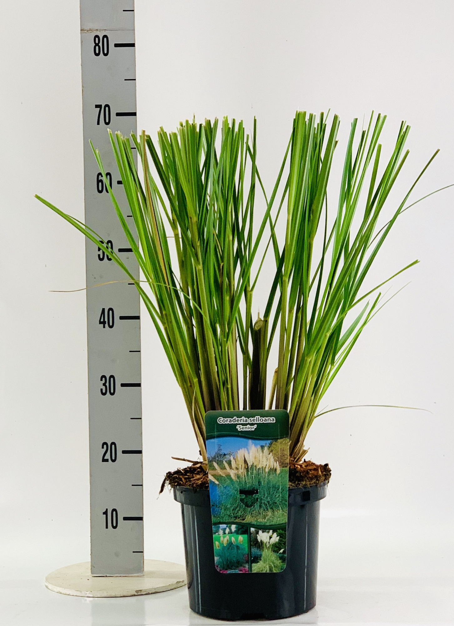 Cortaderia sel. 'Senior', D 23