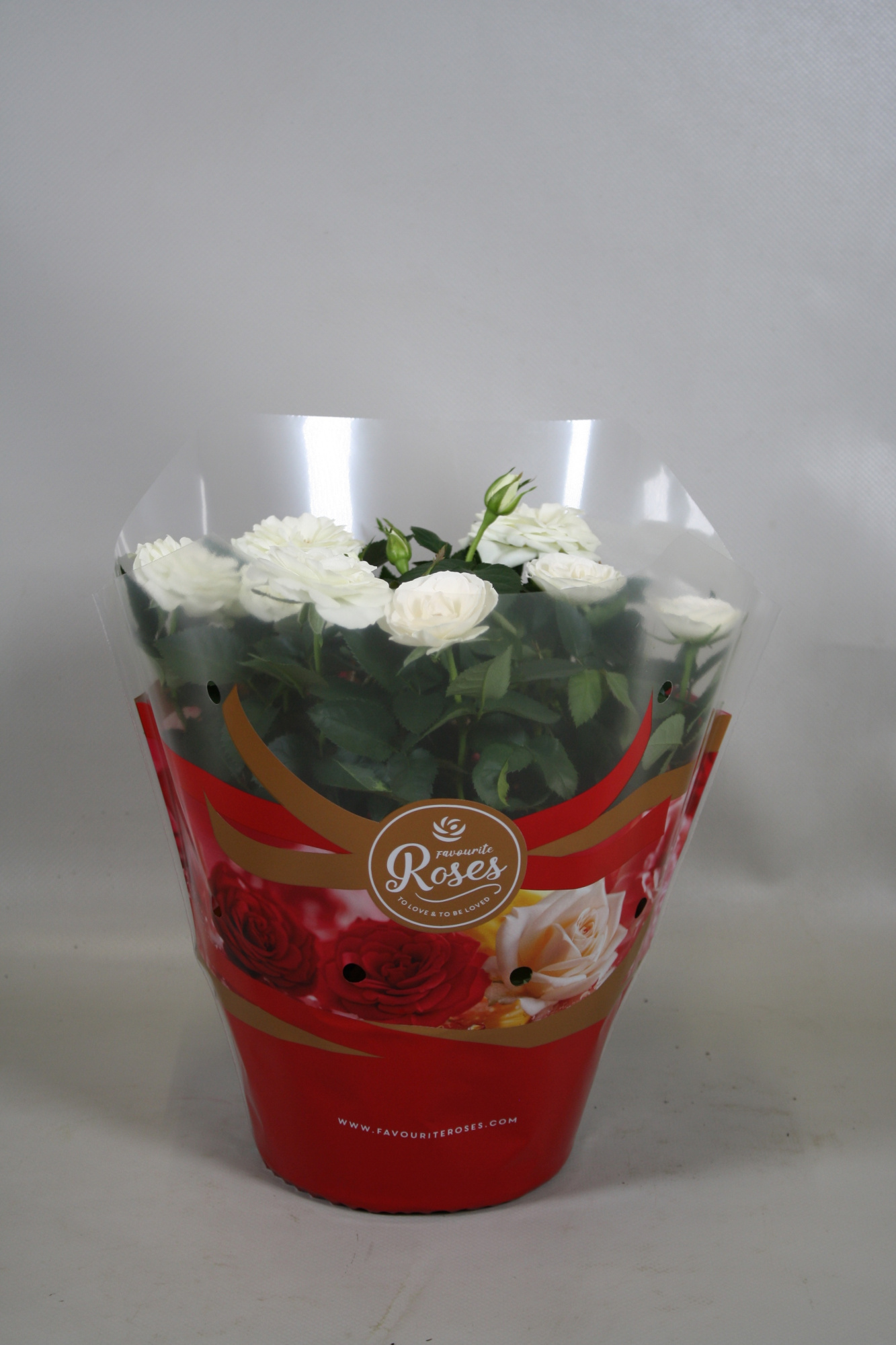 Rosa Favourite Roses white schaal +seizoenshoes, D 20