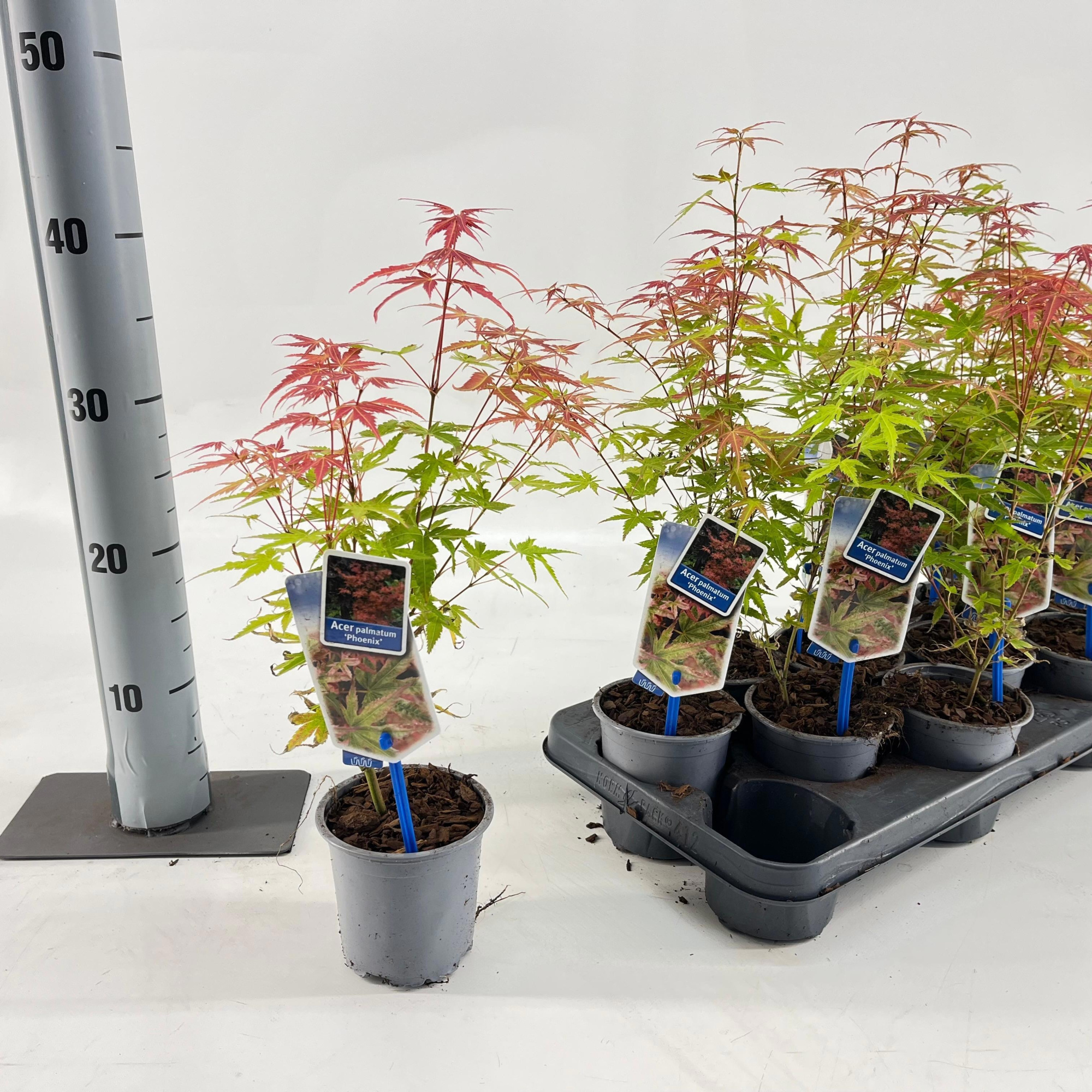 Acer pal. 'Phoenix', D 10,5 cm