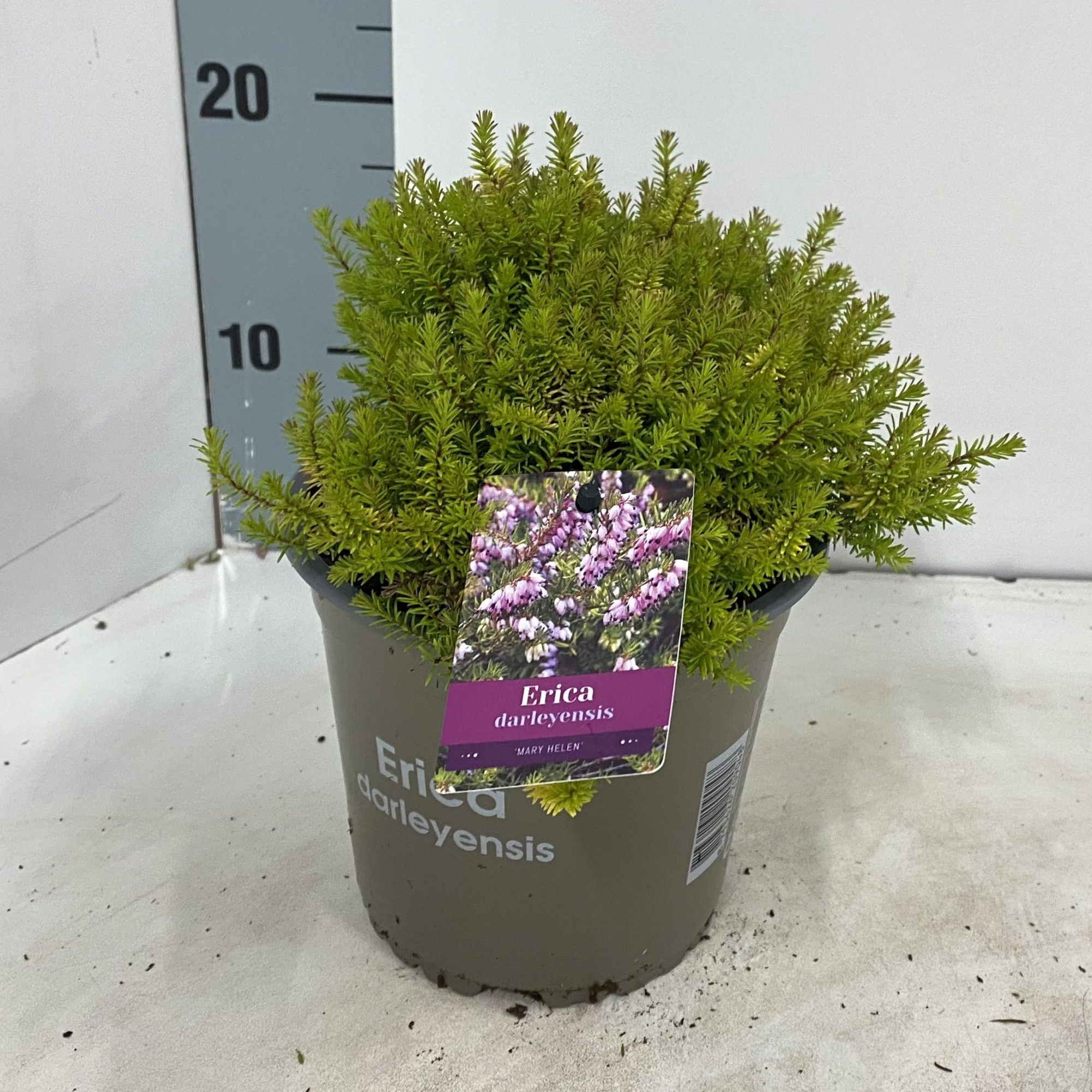 Erica darl. 'Mary Helen', D 15 cm