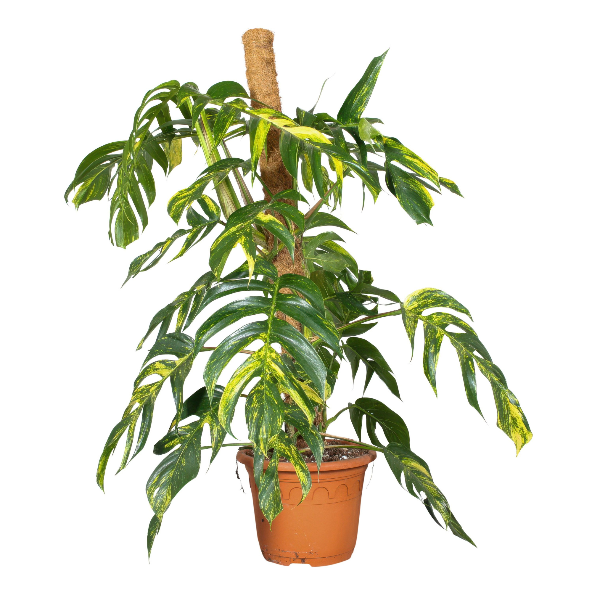 Epipremnum Pinnatum Cintho Goldfinger Mosstok, D 27 cm