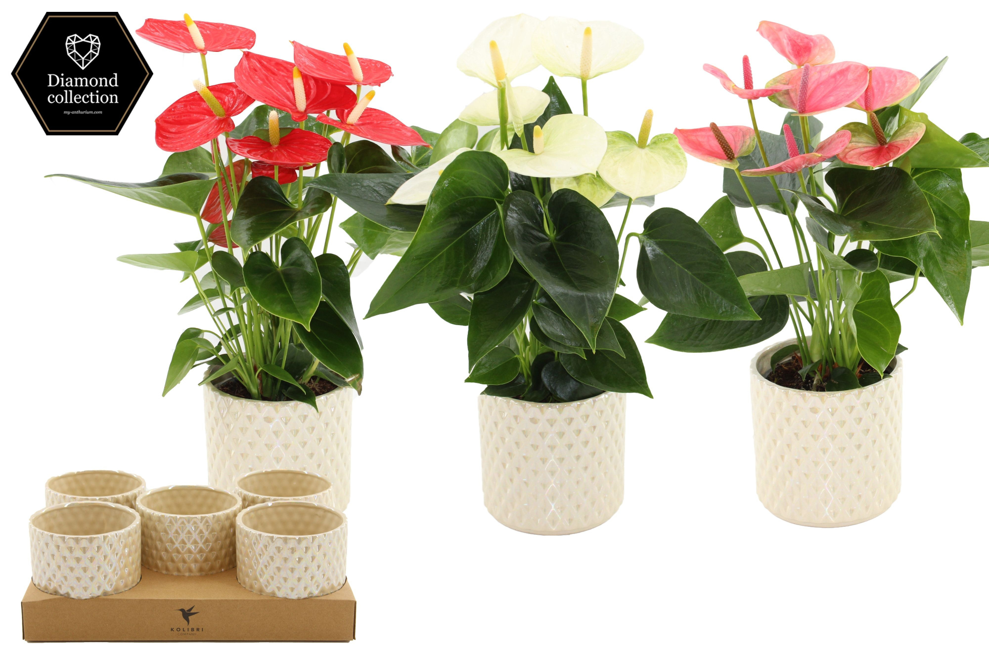 Anthurium 12 cm 3 color mix in Diamond Pearl Travertine ceramics, D 12