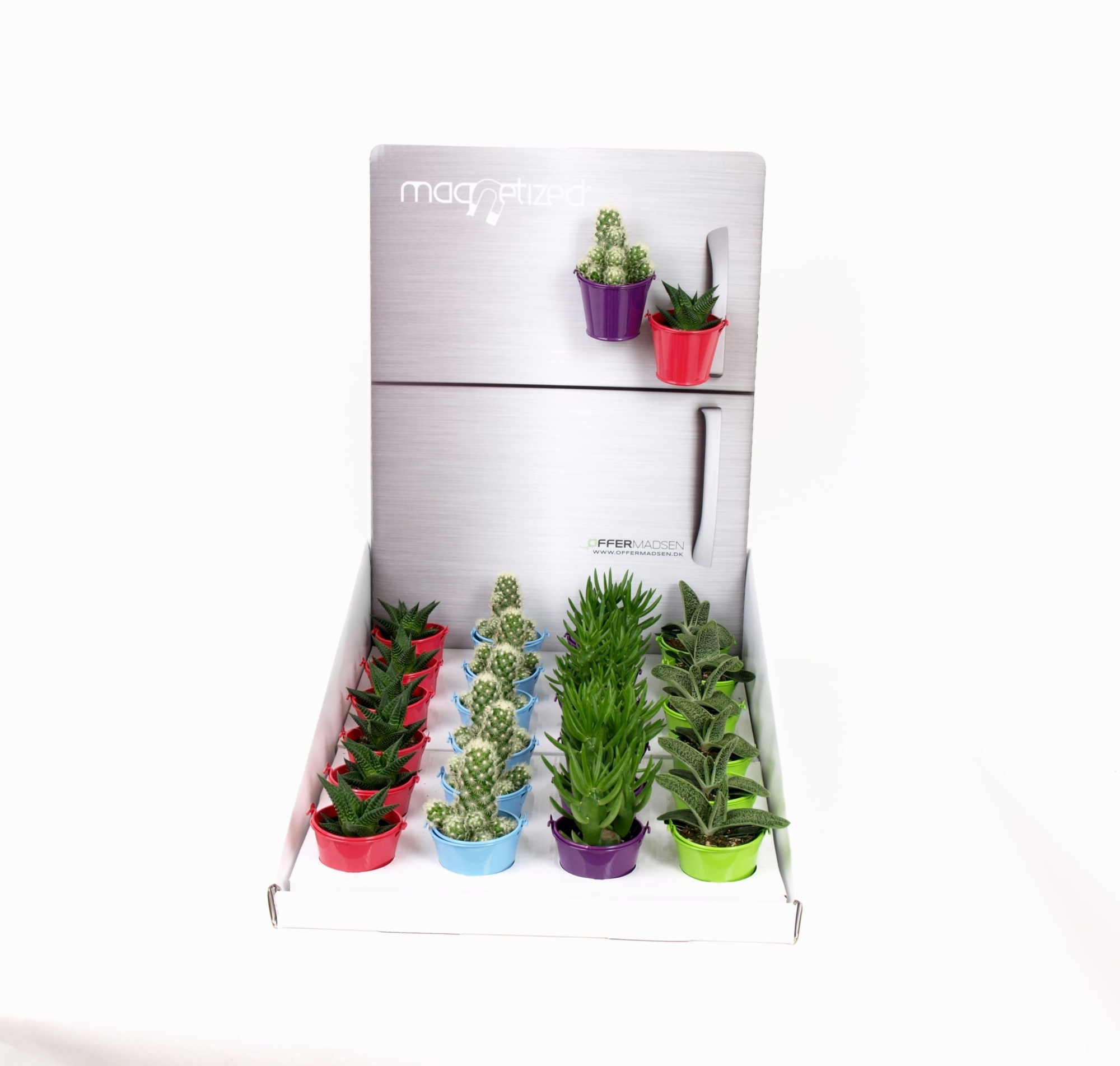 Magnetized Zinc Bright color in Display with Succulent mix, D 6 cm