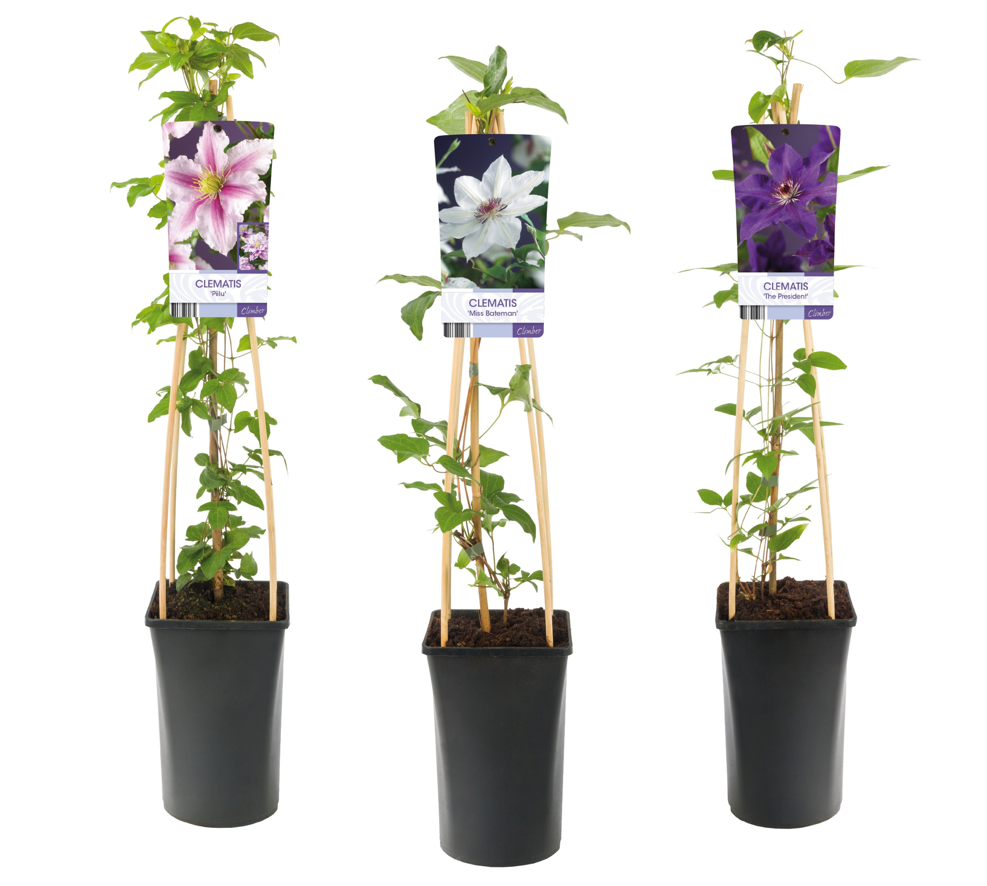 Mixshelf Clematis large-flowered varieties +light label, D 17