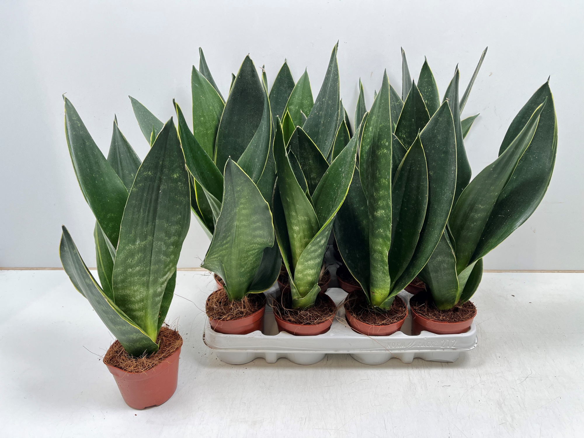 Sansevieria Dark Diamond, D 9