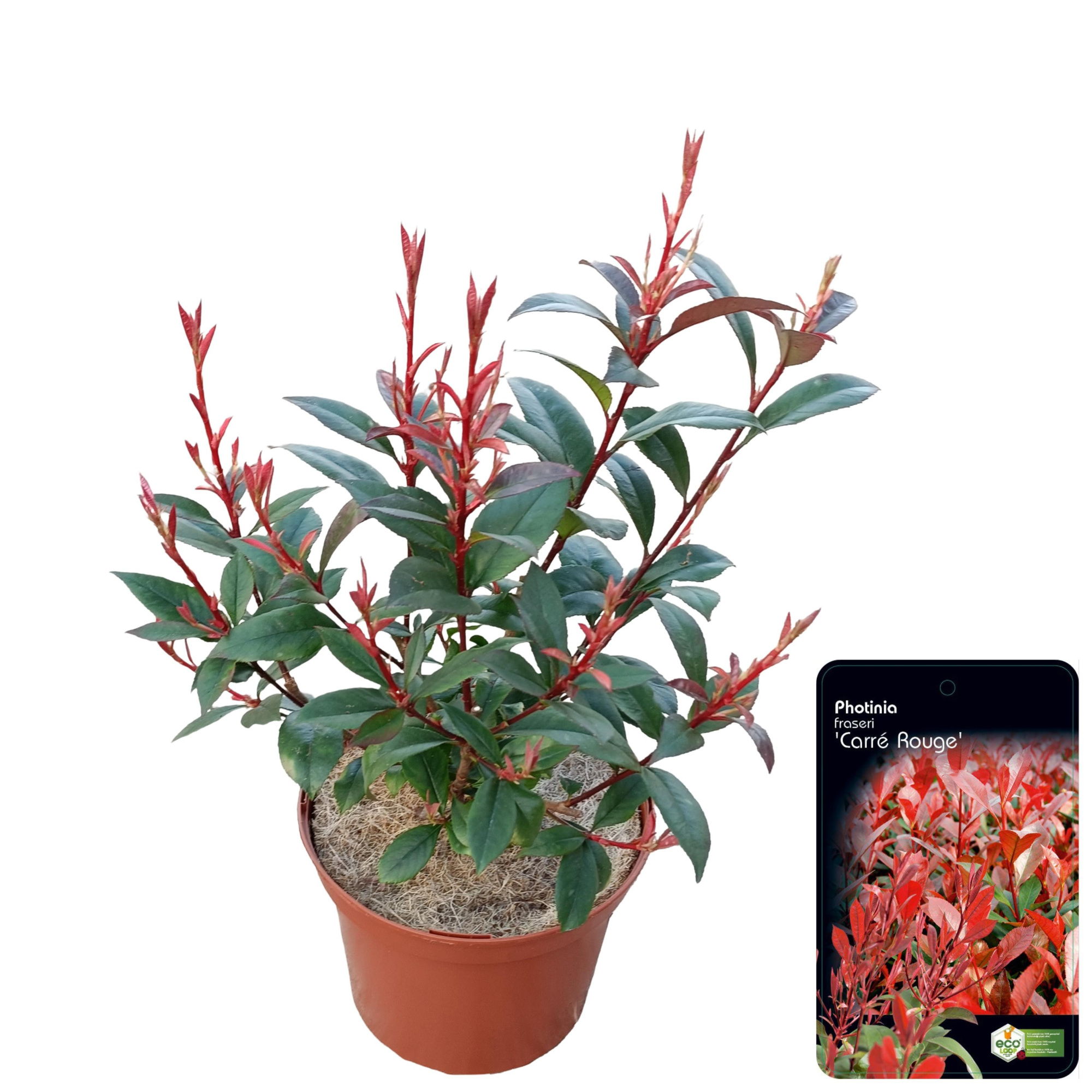 Photinia fraseri 'Carré Rouge' C2.5, D 18