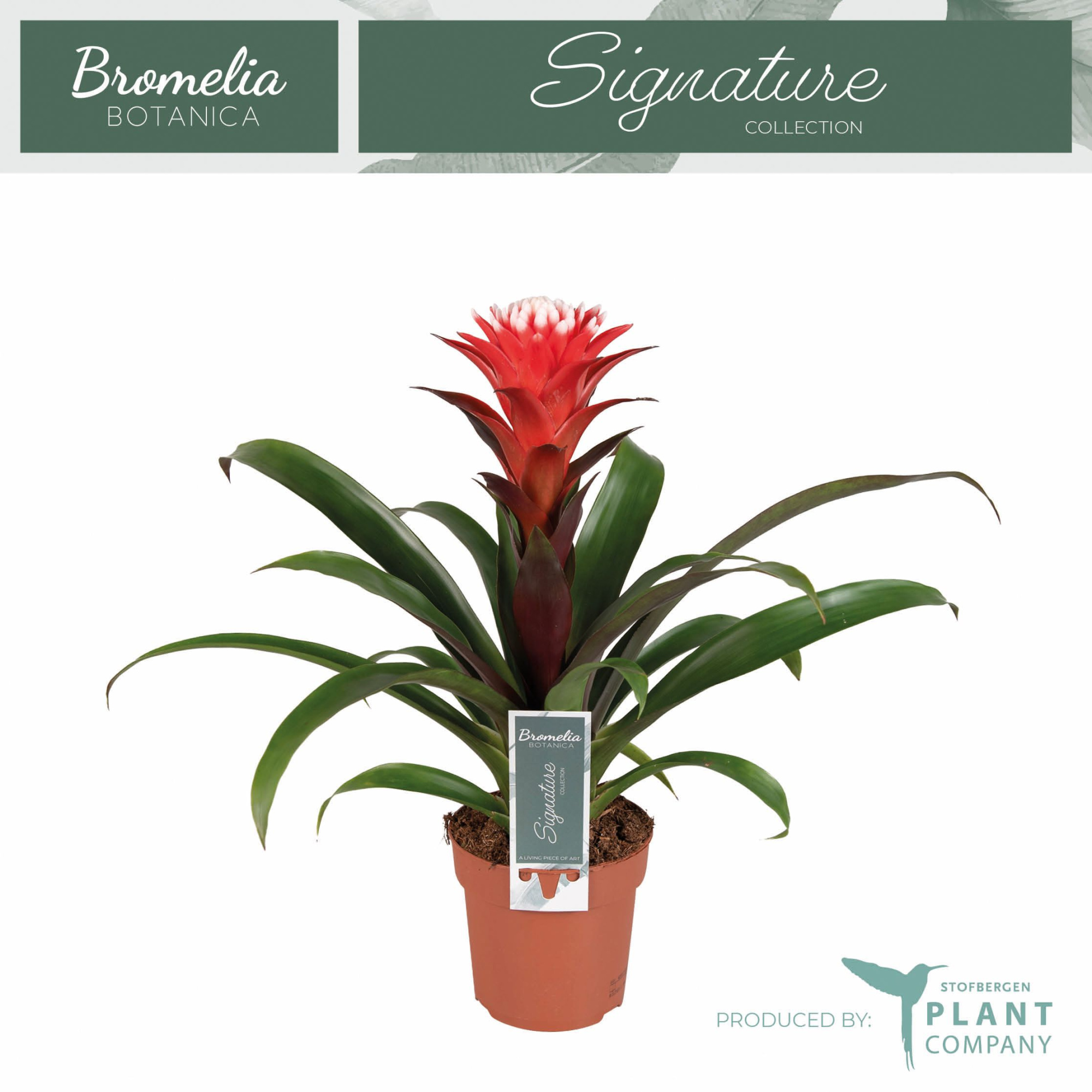 Guzmania Hope, D 12 cm