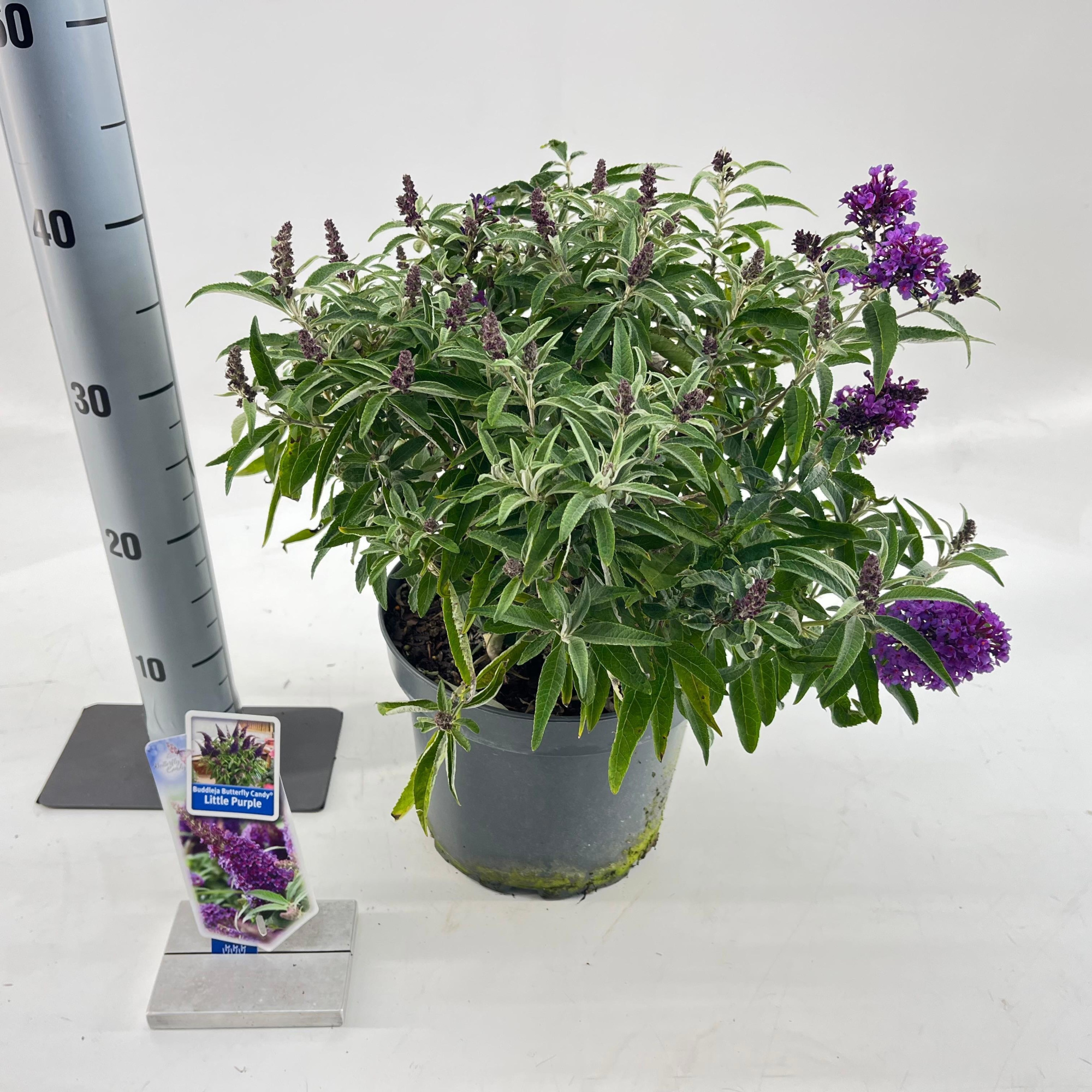 Buddleja d. Butt. Candy® Little Purple ('BotEx 001'PBR), D 23 cm
