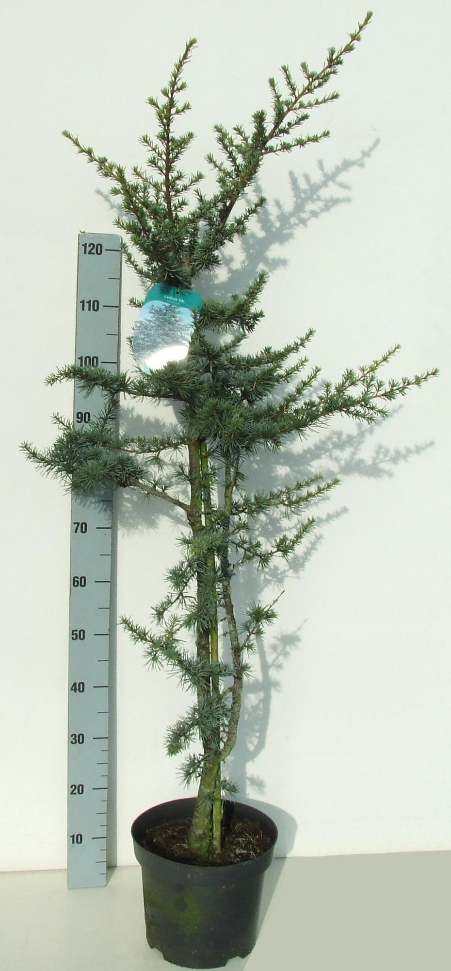 Cedrus libani 'Glauca' 140-160 P26, D 26 cm