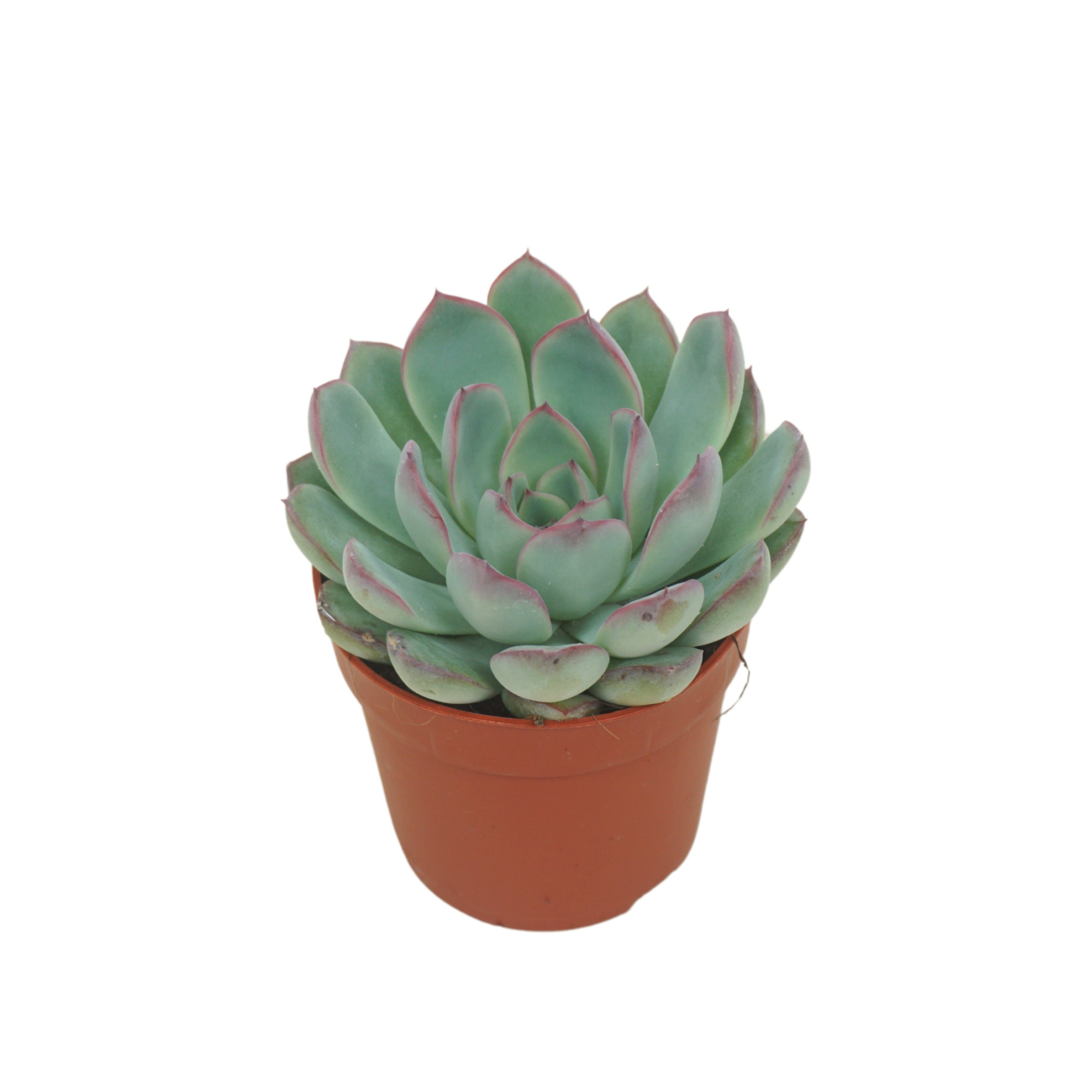 Echeveria apus 7 cm, D 7 cm