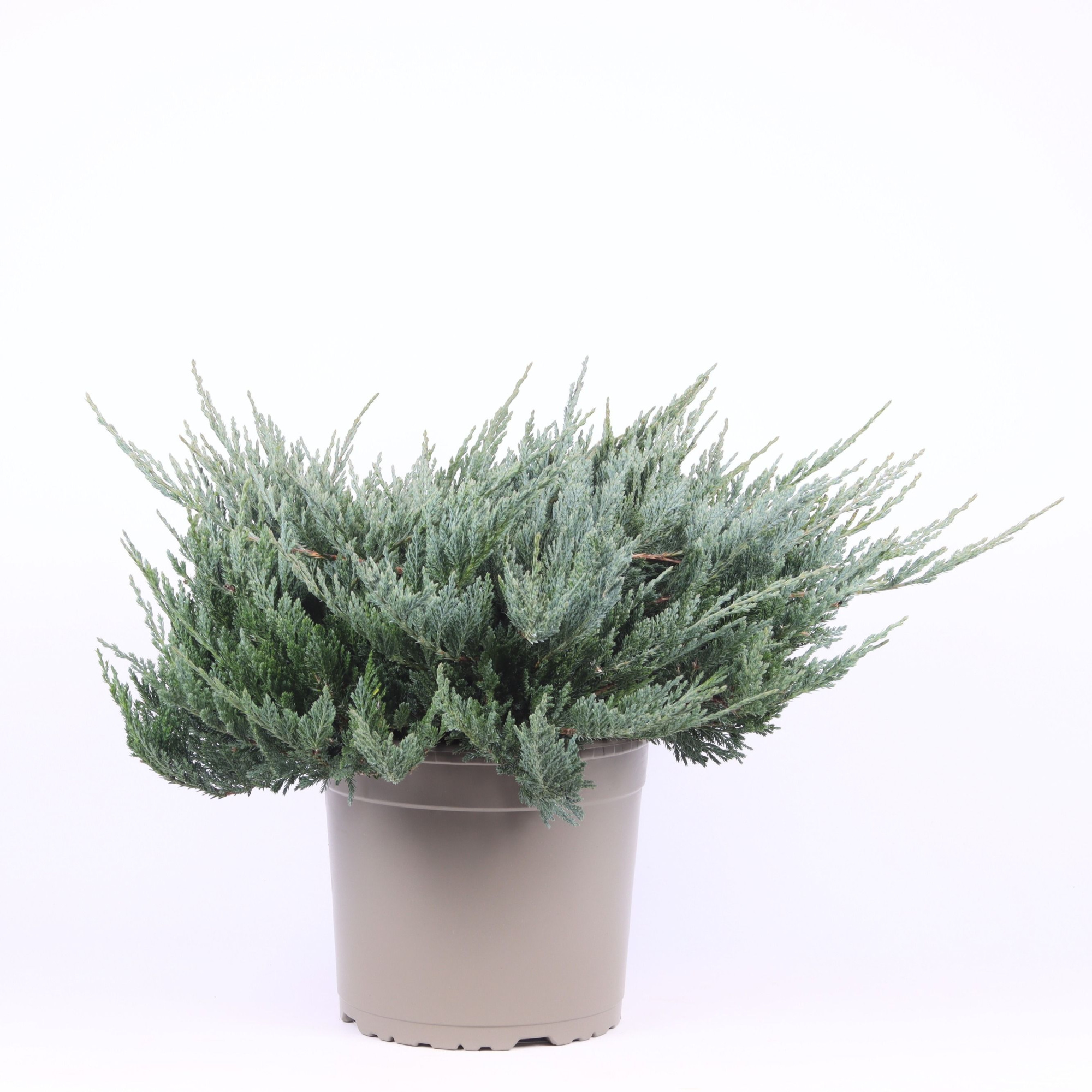 Juniperus horizontalis 'Blue Chip', D 23 cm