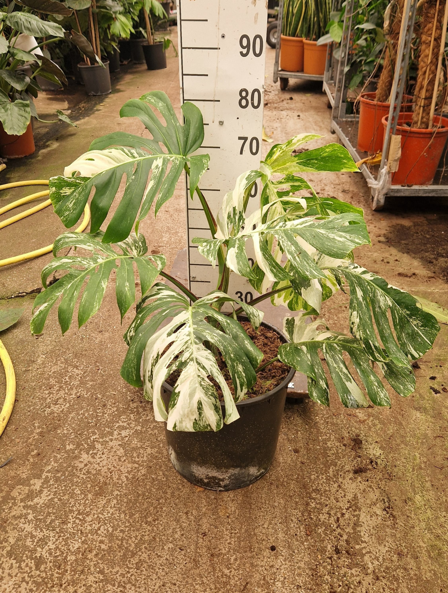 Monstera Deliciosa Variegata XL, D 35