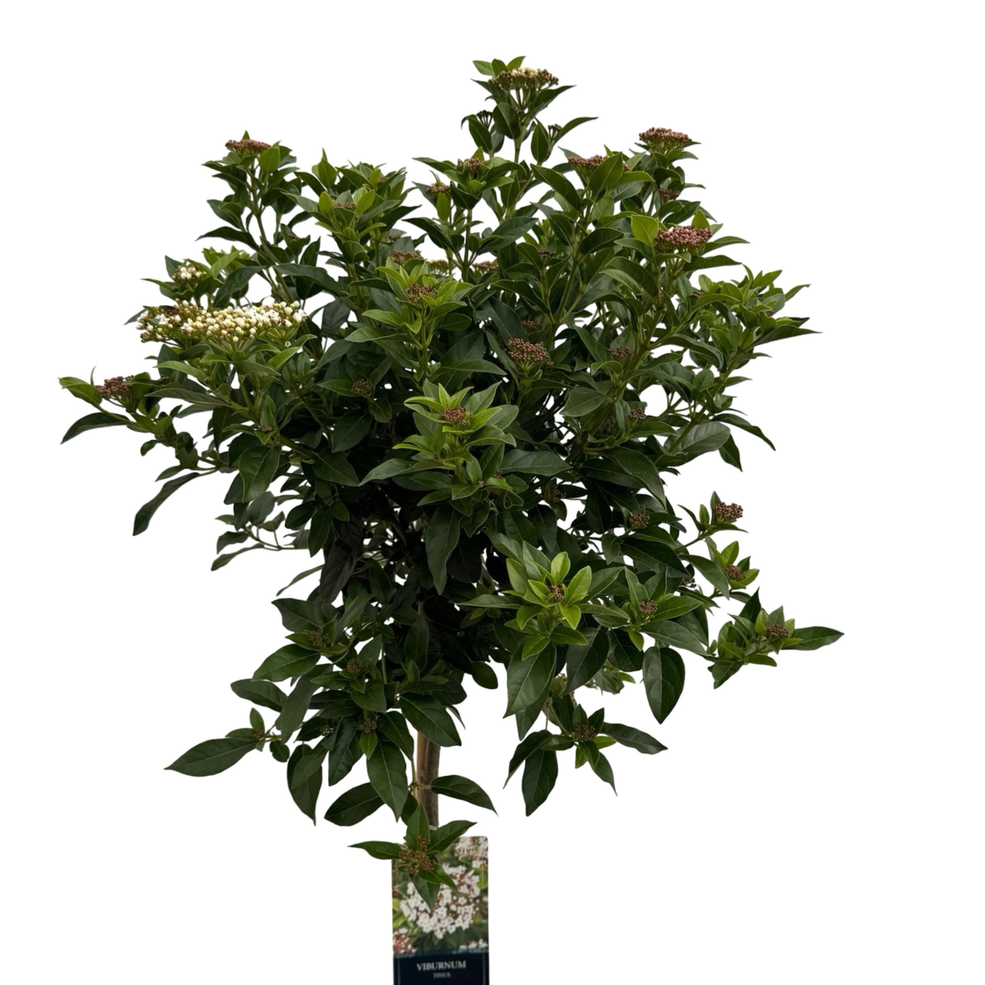 Viburnum tinus sense 100cm stam, D 27