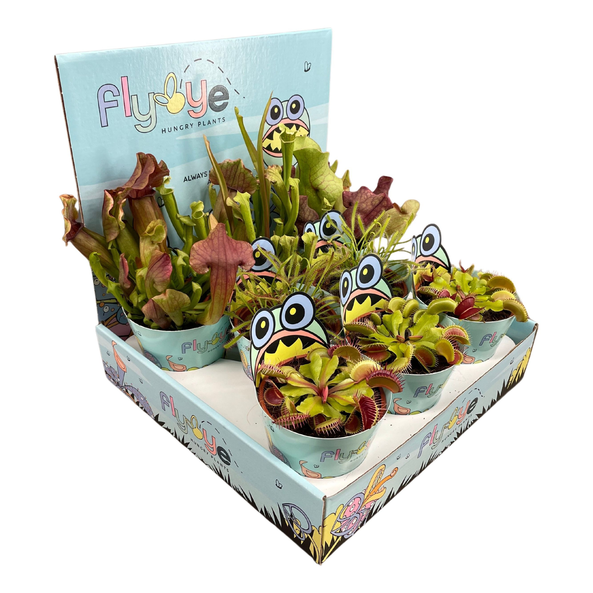 Vleesetende planten mix 8,5 cm in Flybye display, D 8,5 cm