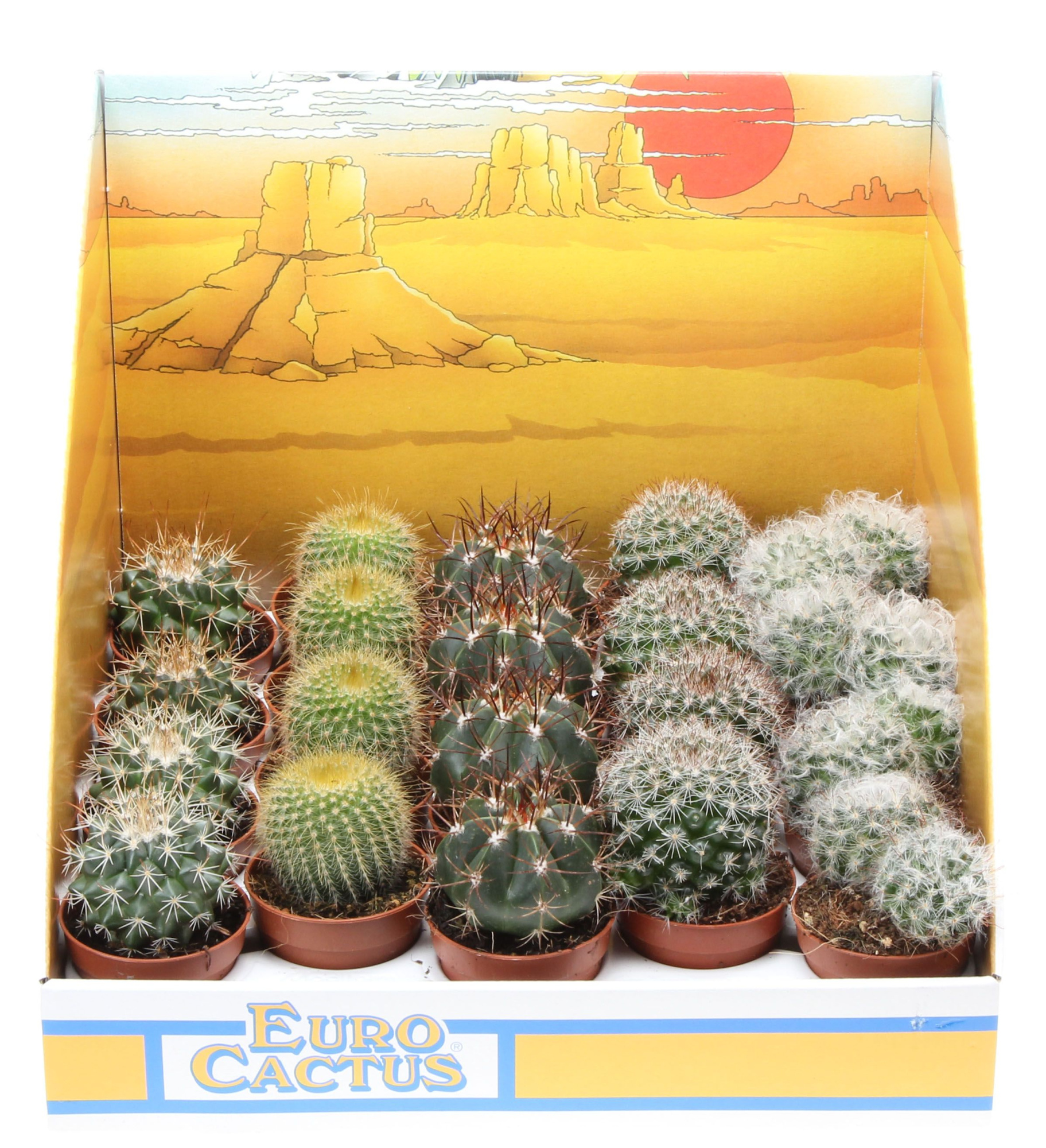 Bol mix in showdoos, D 5,5 cm