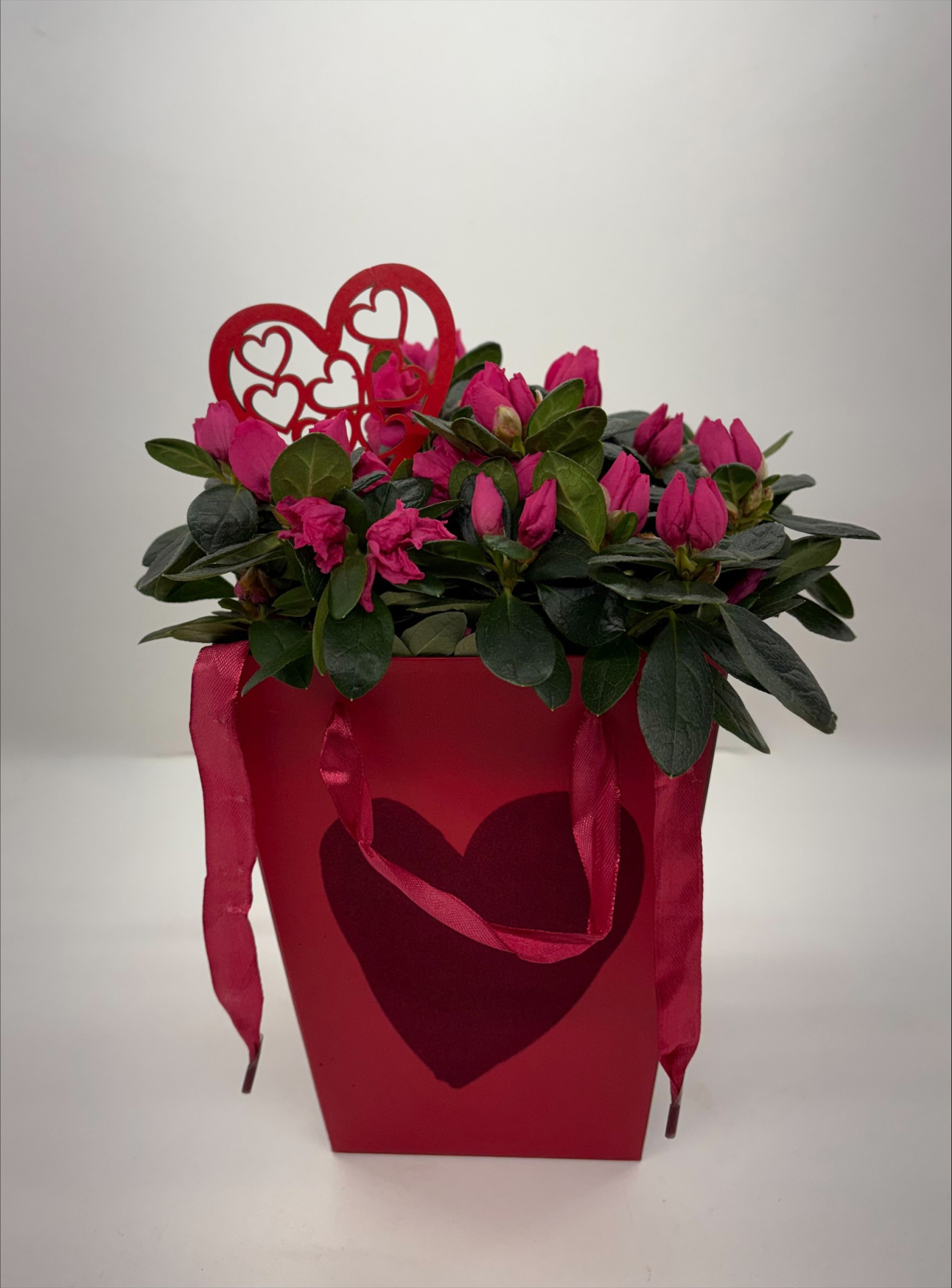 Azalea gemengd met carry bag DIA 25 CM valentijn, D 12