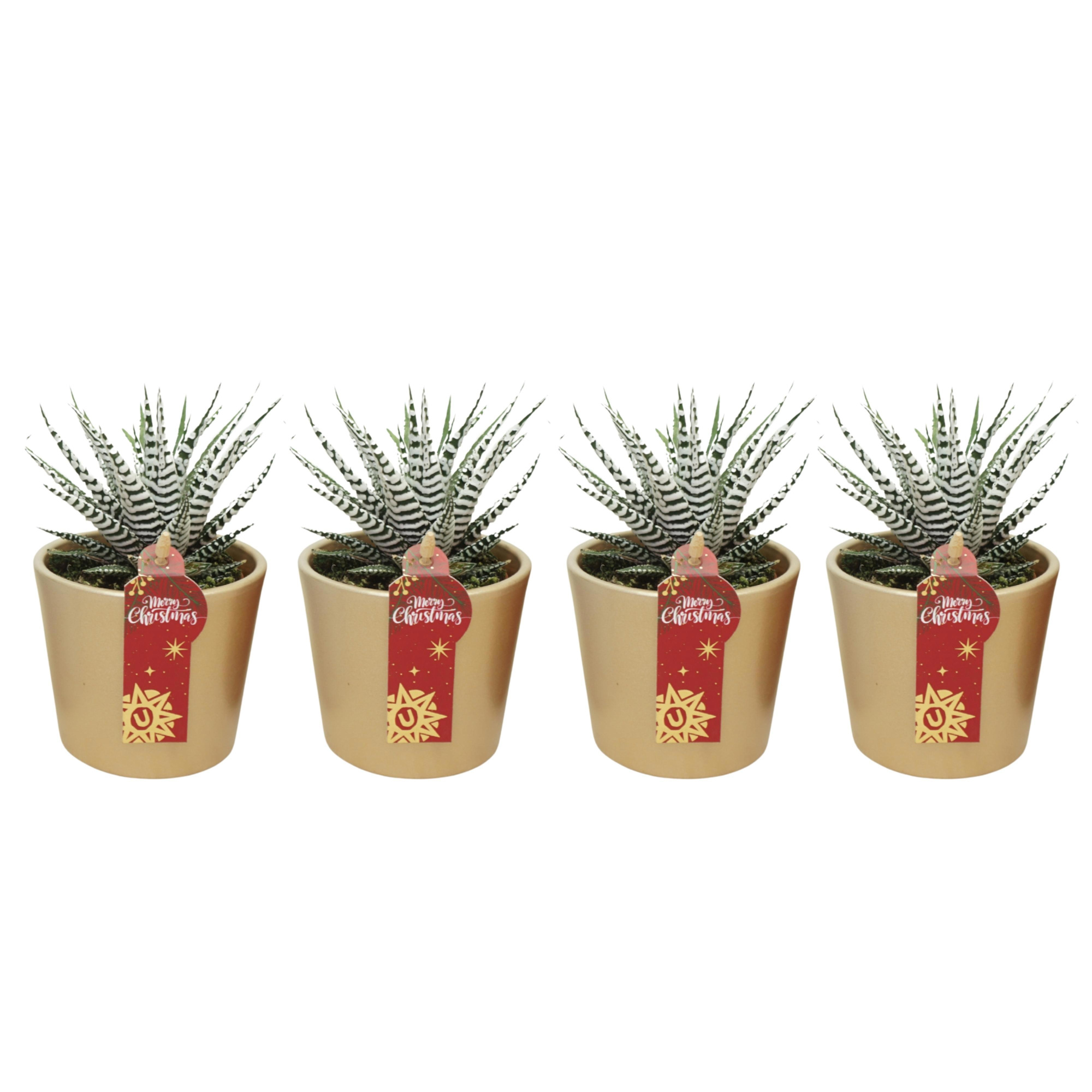 Haworthia fasciata in 9 cm Goud Kerst potje, D 8,5 cm