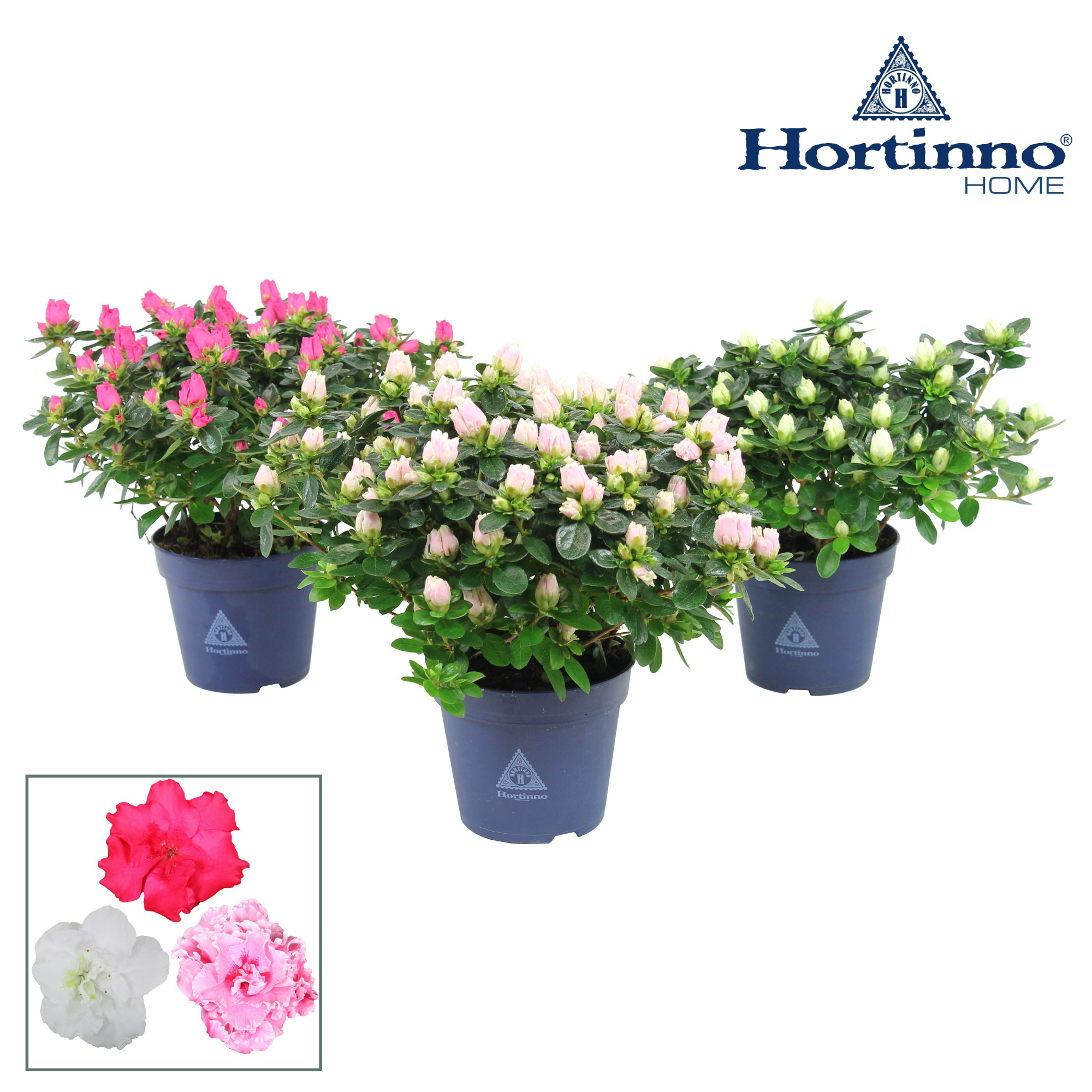 Hortinno® Home 'Classic Collection' 25 - 27 cm, D 13