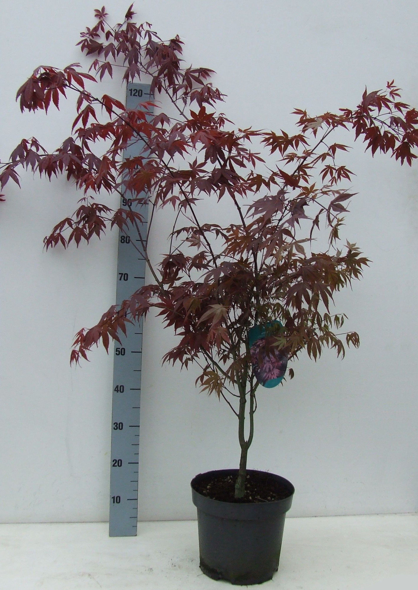 Acer palmatum 'Atropurpureum' P26 Full CC, D 26 cm