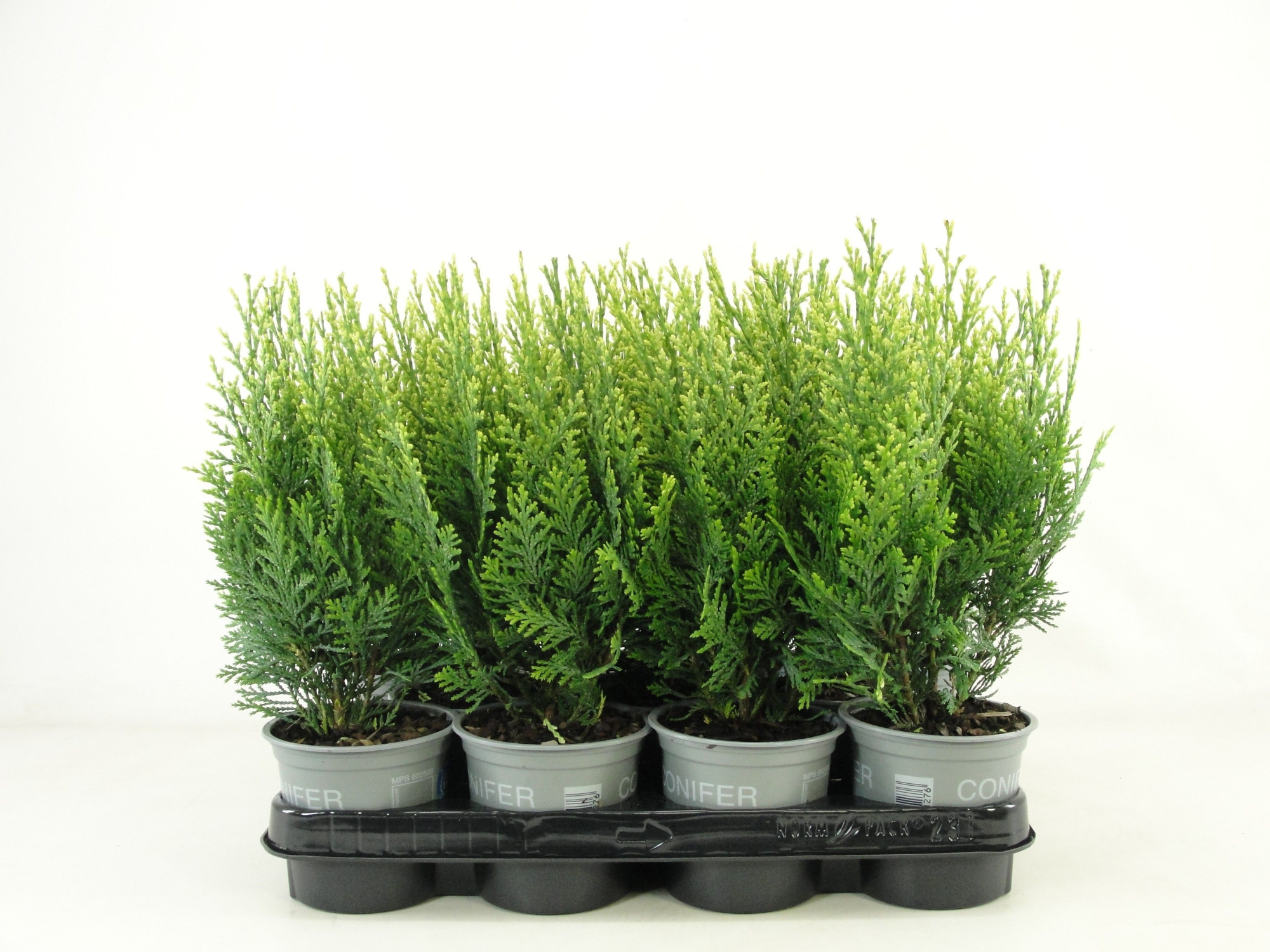 Chamaecyparis lawsoniana 'White Spot', D 11 cm
