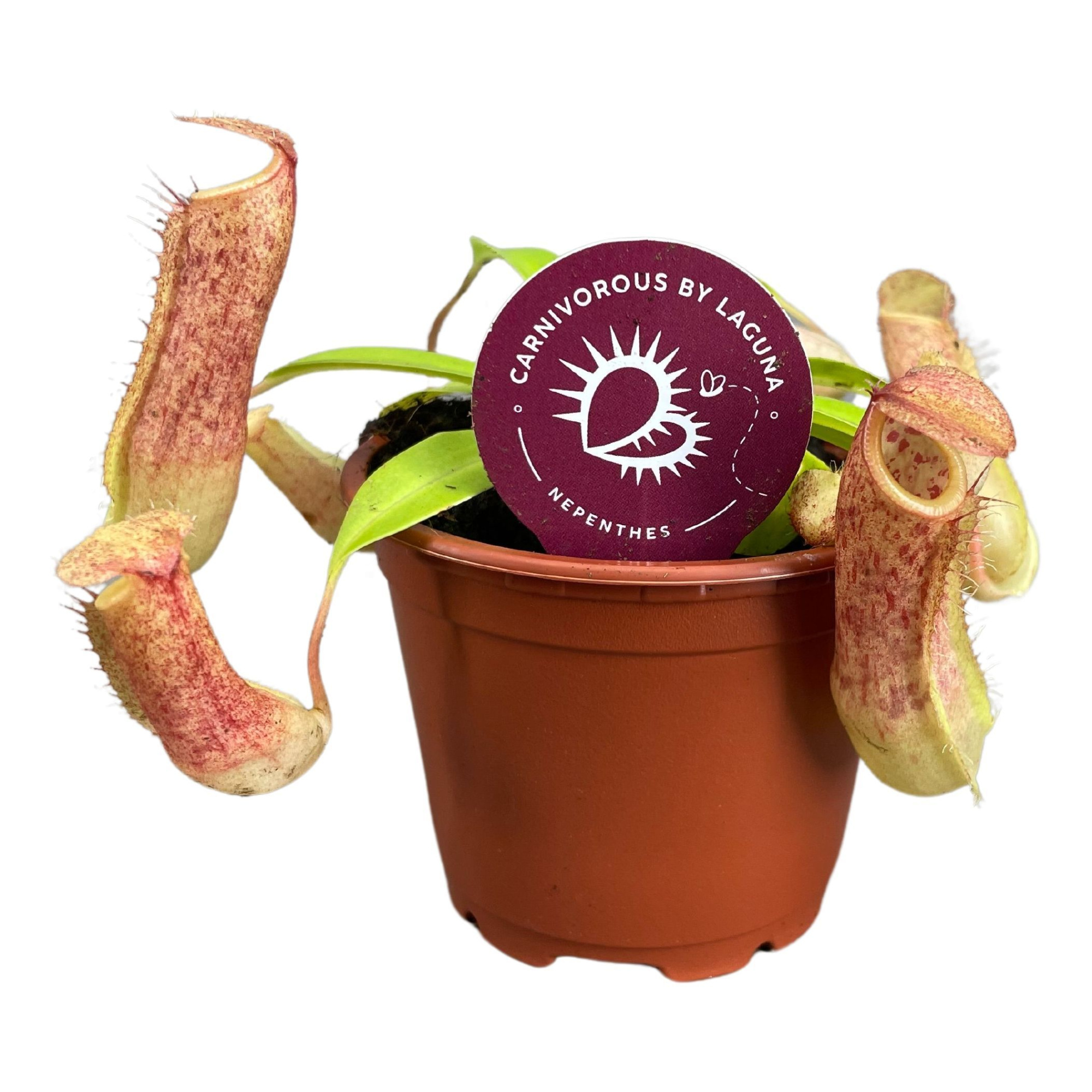 Nepenthes Linda 8,5 cm, D 8,5