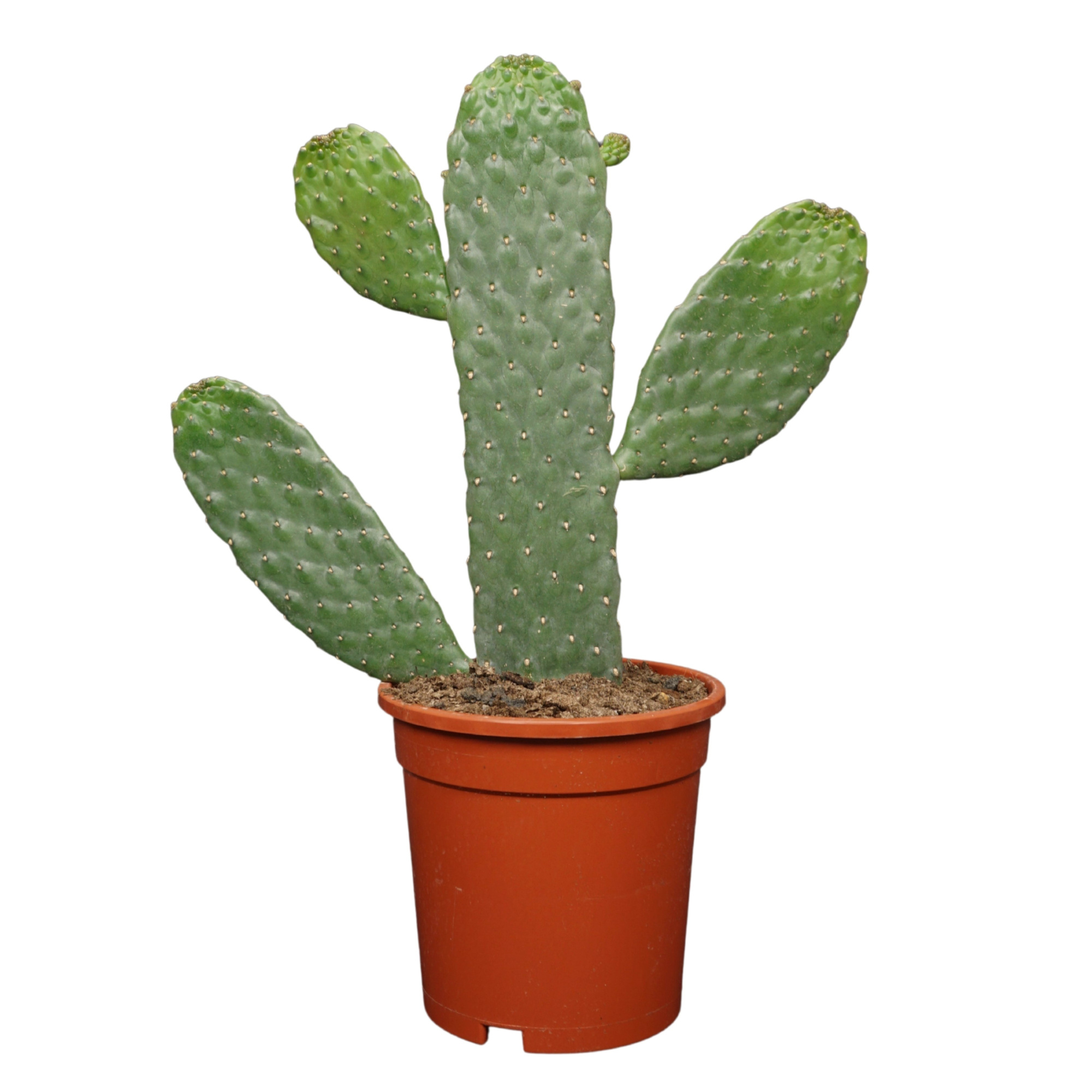 Opuntia consulea 17 cm, D 17