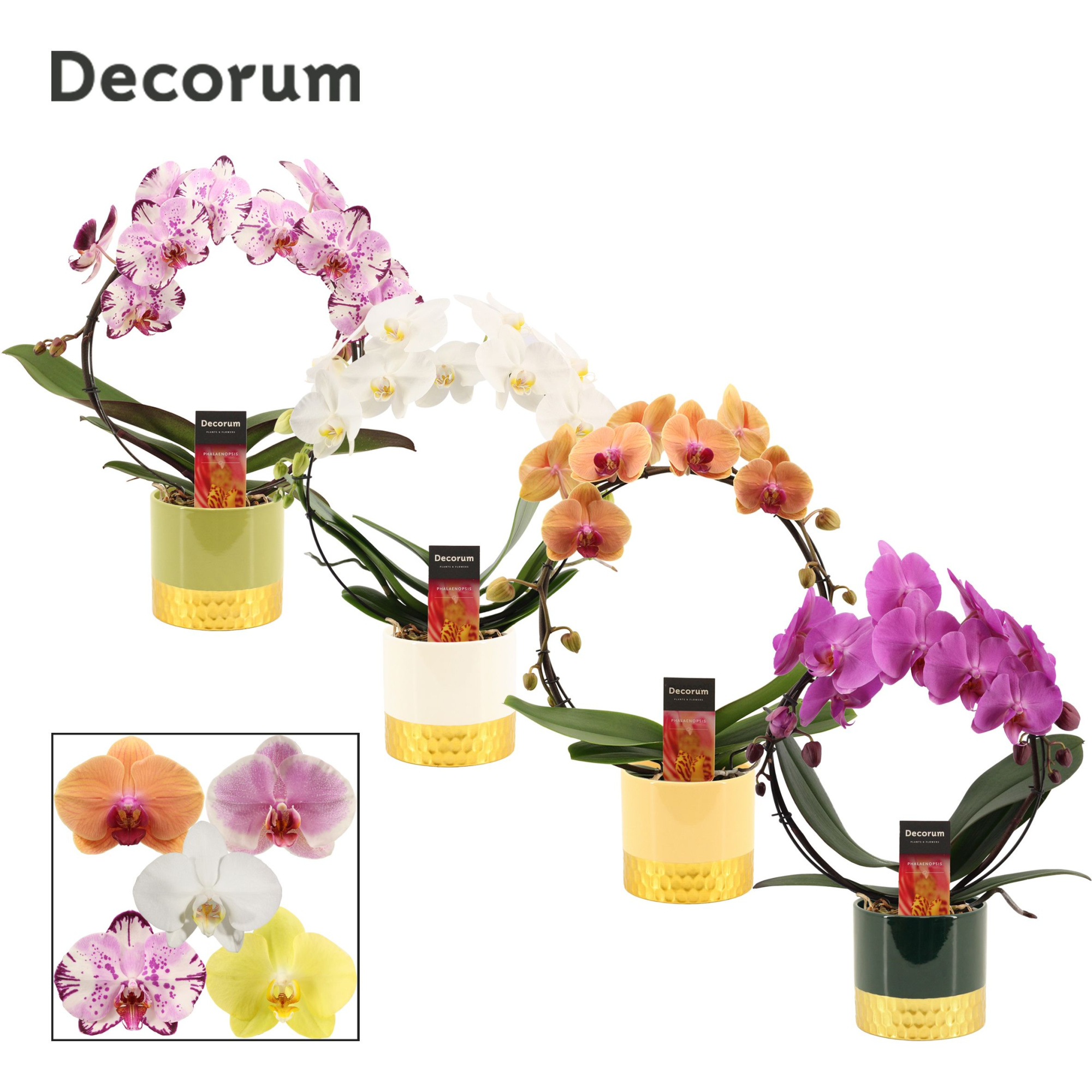 Phalaenopsis boog mix in Frederique (Top blend-collection), D 12 cm