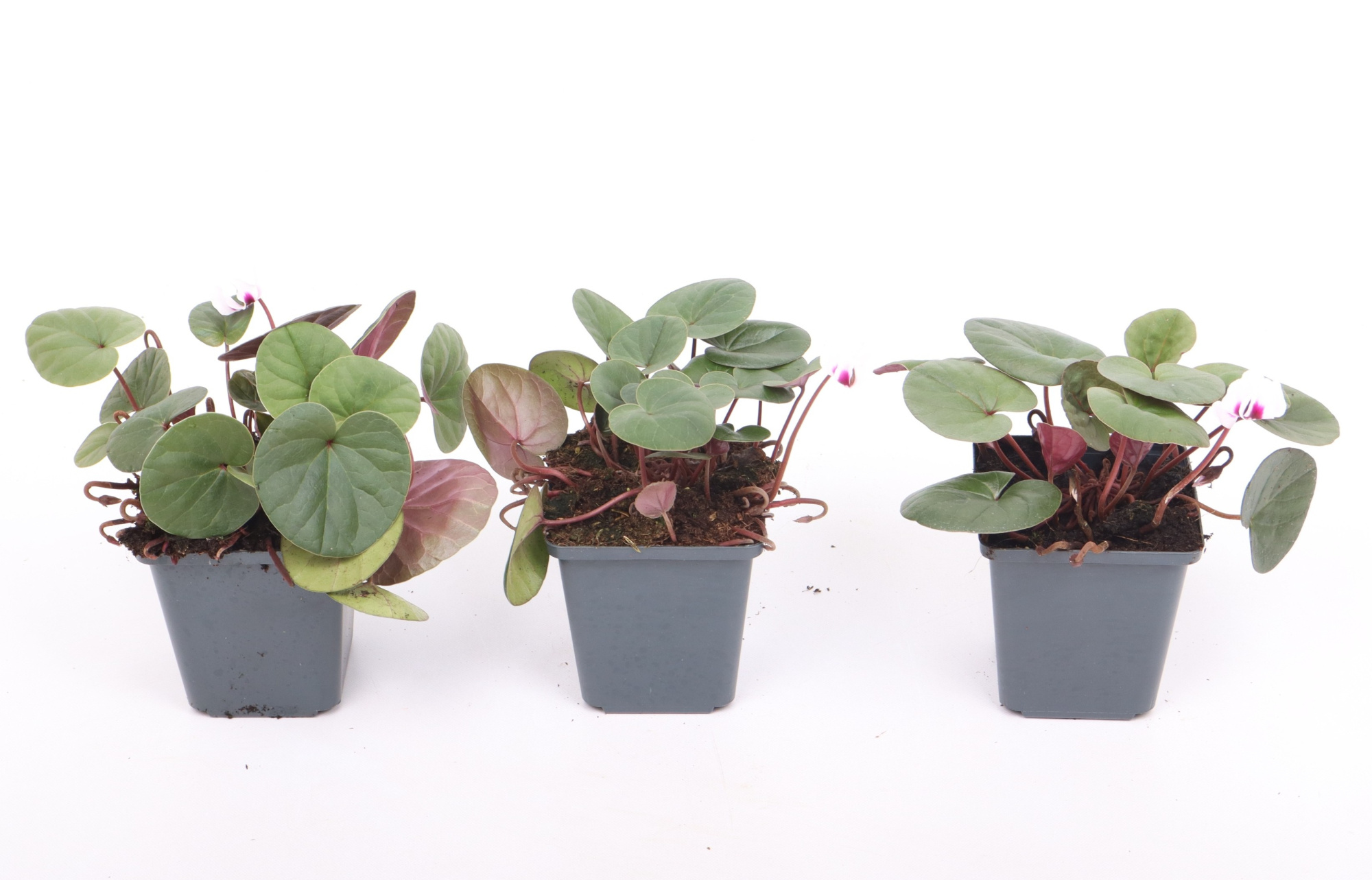 Cyclamen coum white 9 cm, D 9 cm