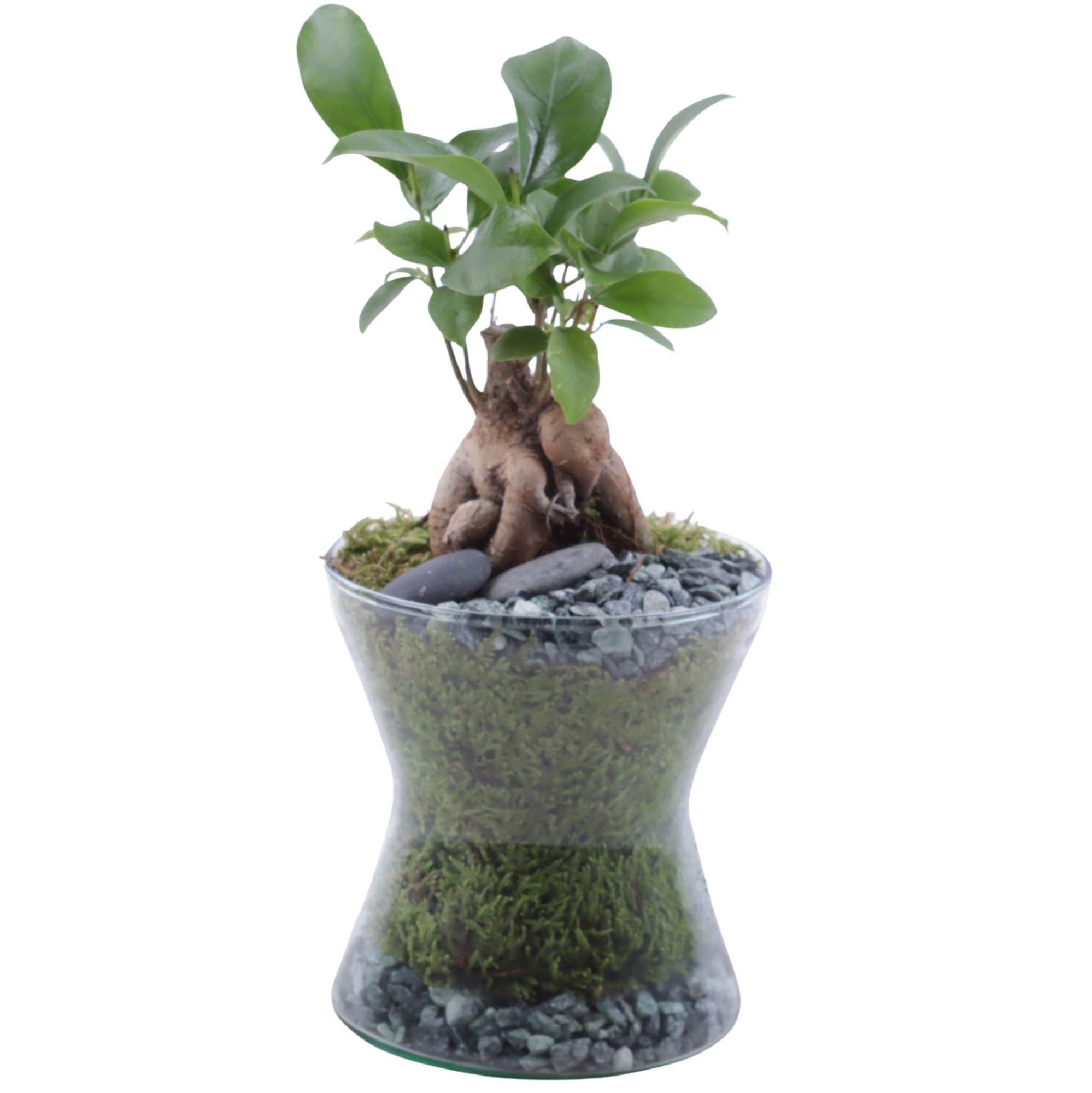 Ficus m. Ginseng Ø06cm in Hourglass Ø13cm, D 13 cm