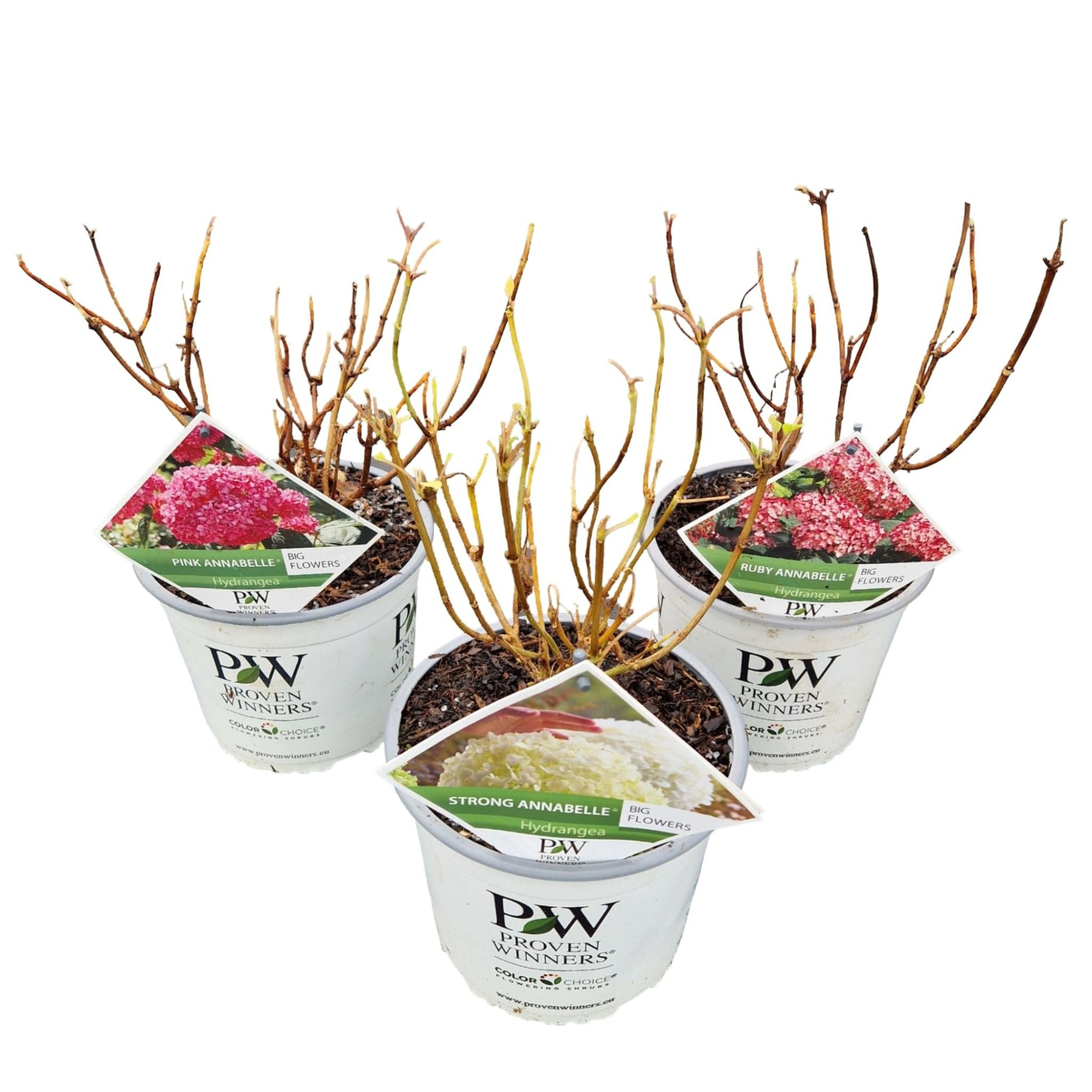 Hydrangea arb. 'Annabelle Mix', D 19 cm