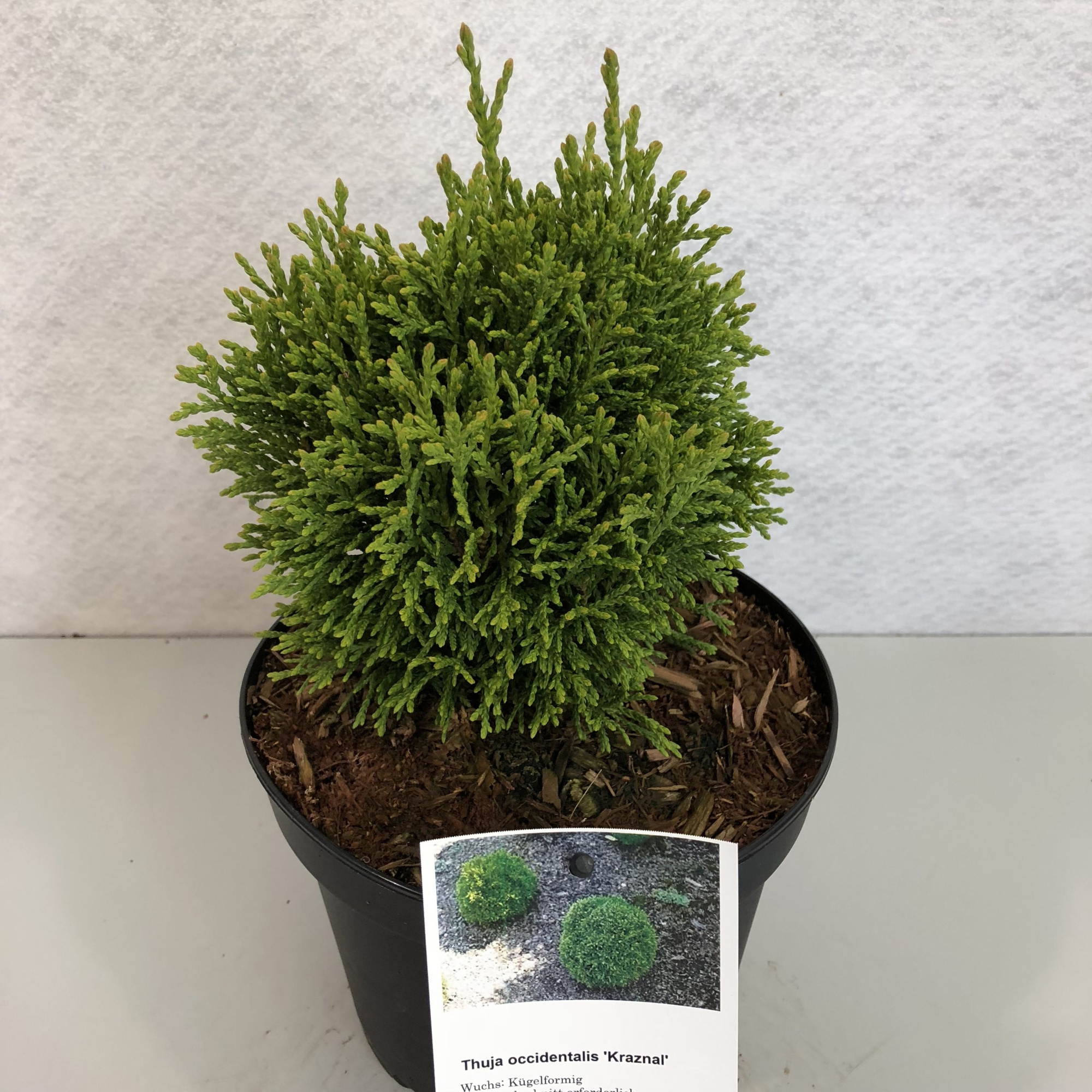 Thuja occidentalis 'Kraznal', D 23 cm