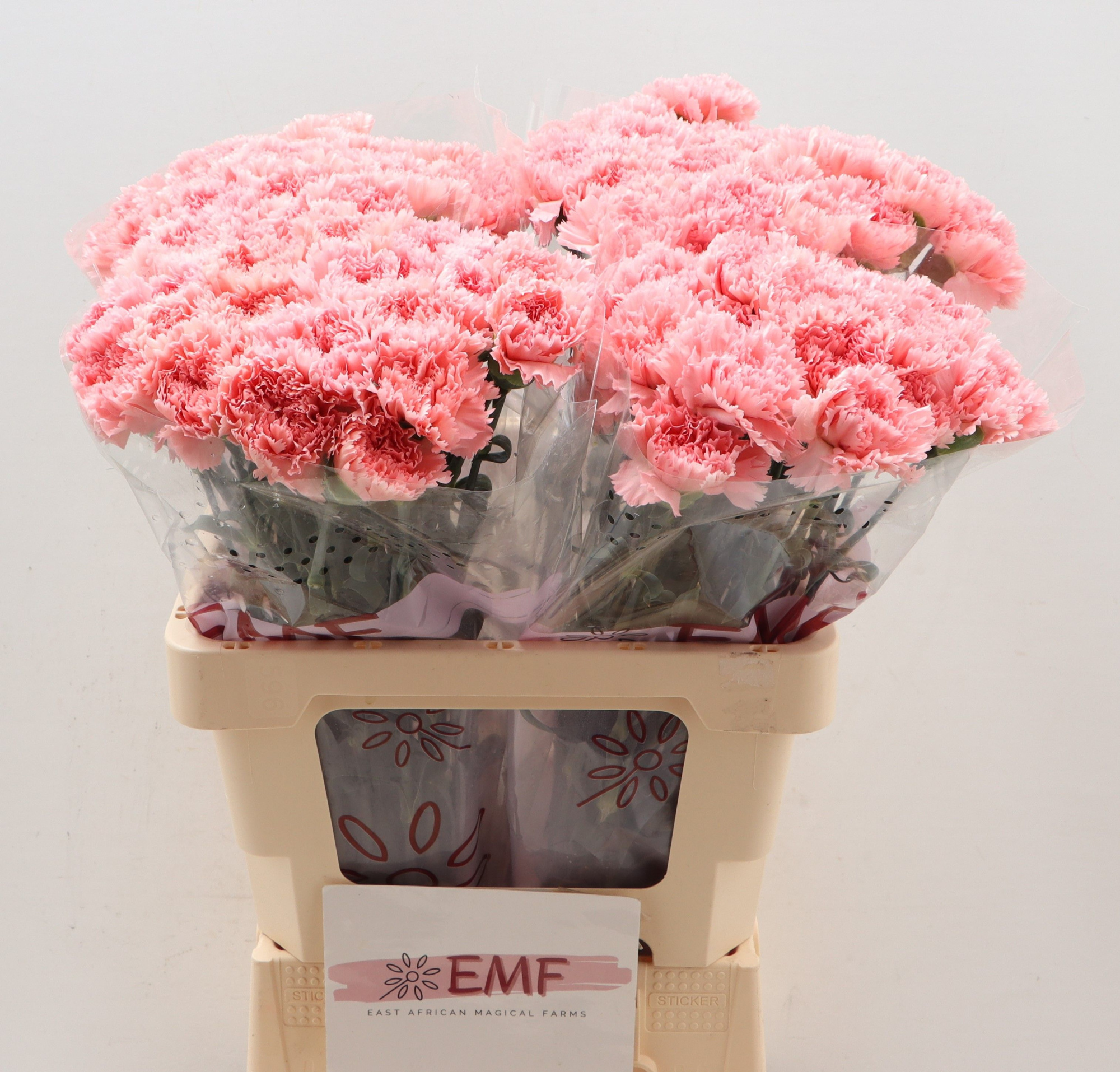 Диантус од. Биг Уан, шт.