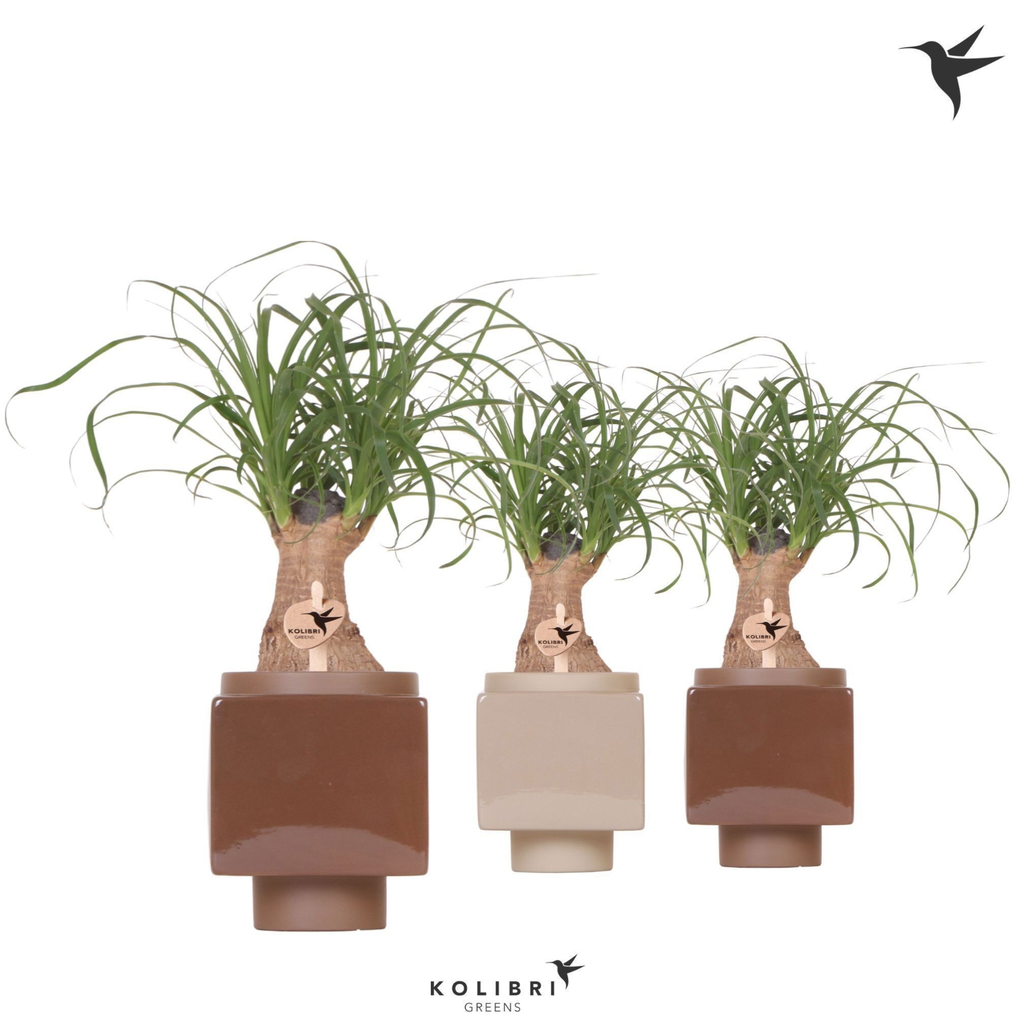 Kolibri Greens Beaucarnea in Cube pot brown mix, D 9 cm