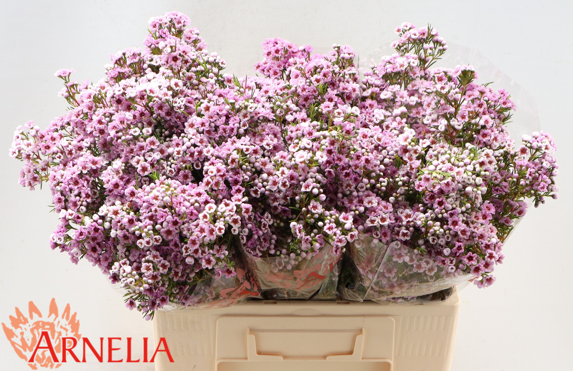 Шамелациум Жизель 60, шт.