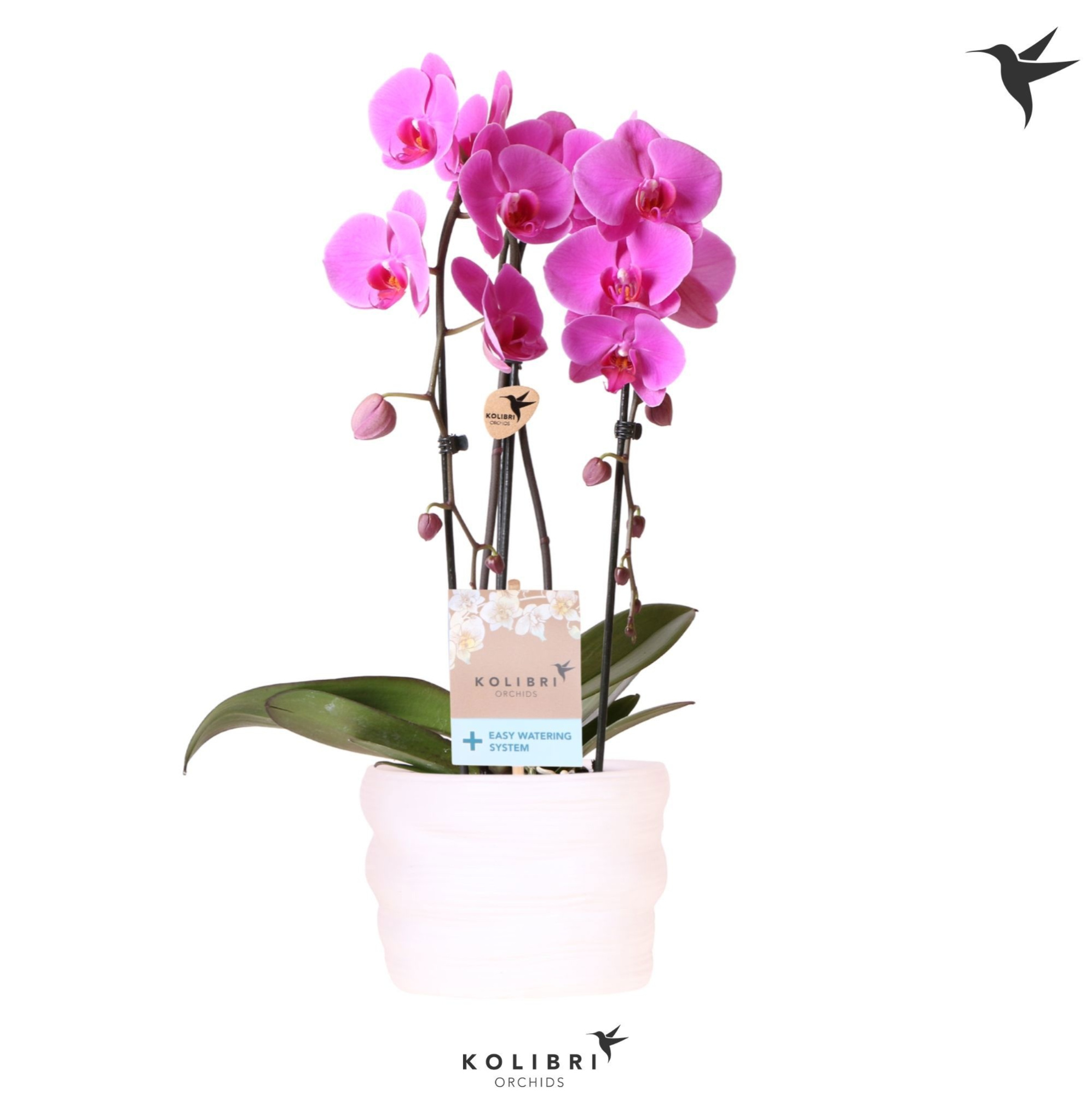 Kolibri Orchids Cascade Niagara Fall violet 2 spike in pot white with easy watering system, D 12