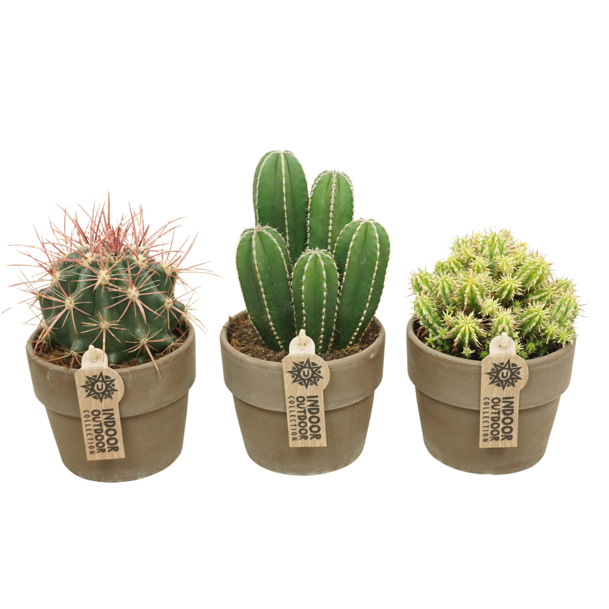 Cactus mix in 12 cm 'Grijze Kraagpot', D 10,5