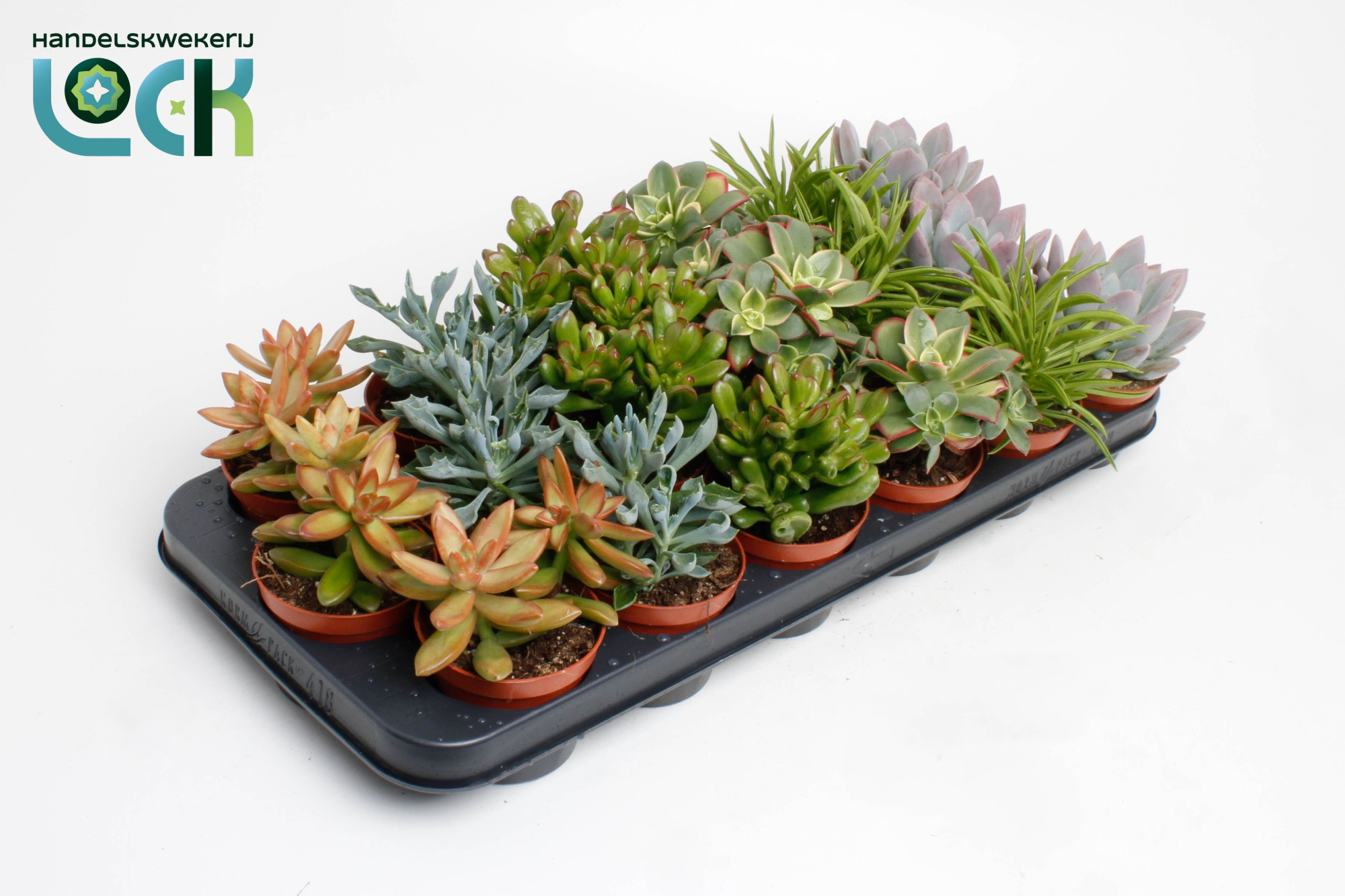 Succulenten op Rij, D 8,5 cm