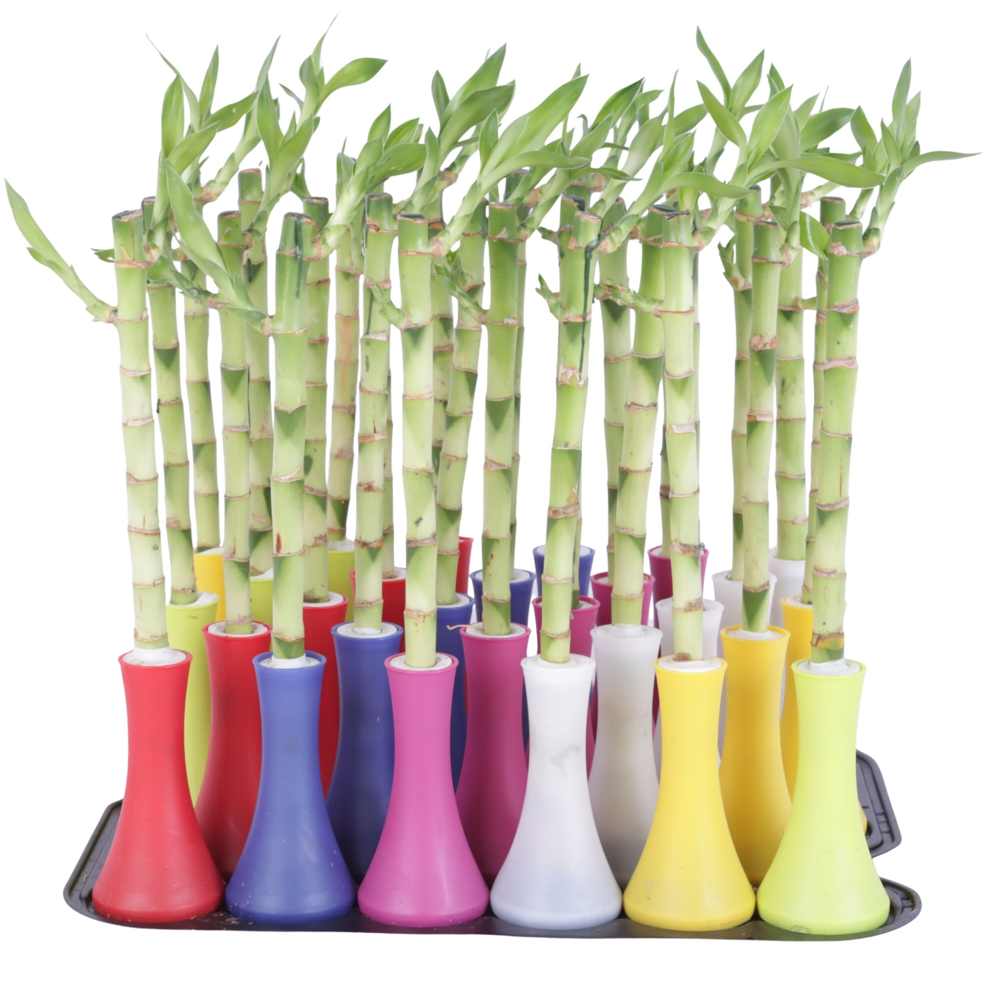 Lucky Bamboo Stem Straight 30cm in Tube Vase Colormix Big, D 6 cm
