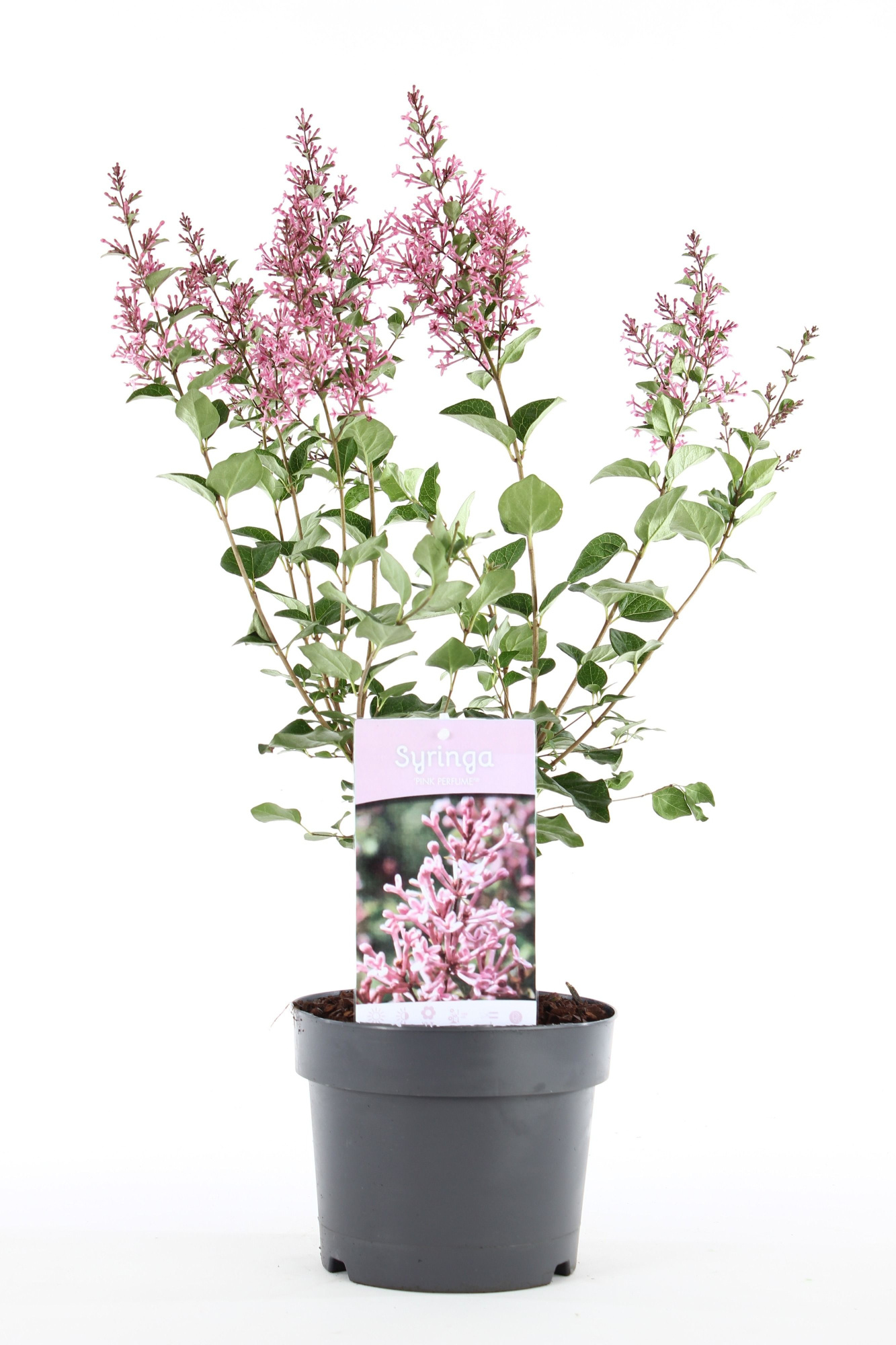 Syringa 'Pink Perfume'® P19/C3, D 19 cm