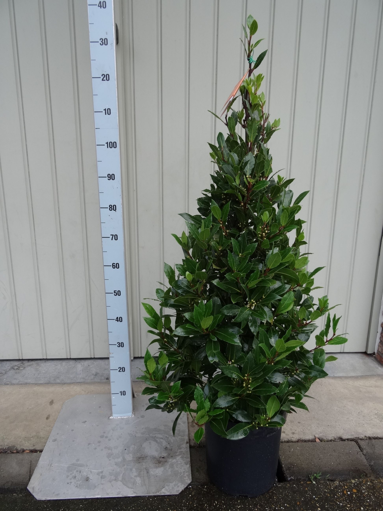 LAURUS NOBILIS PYRAMIDE 130 CM P 25, D 25 cm